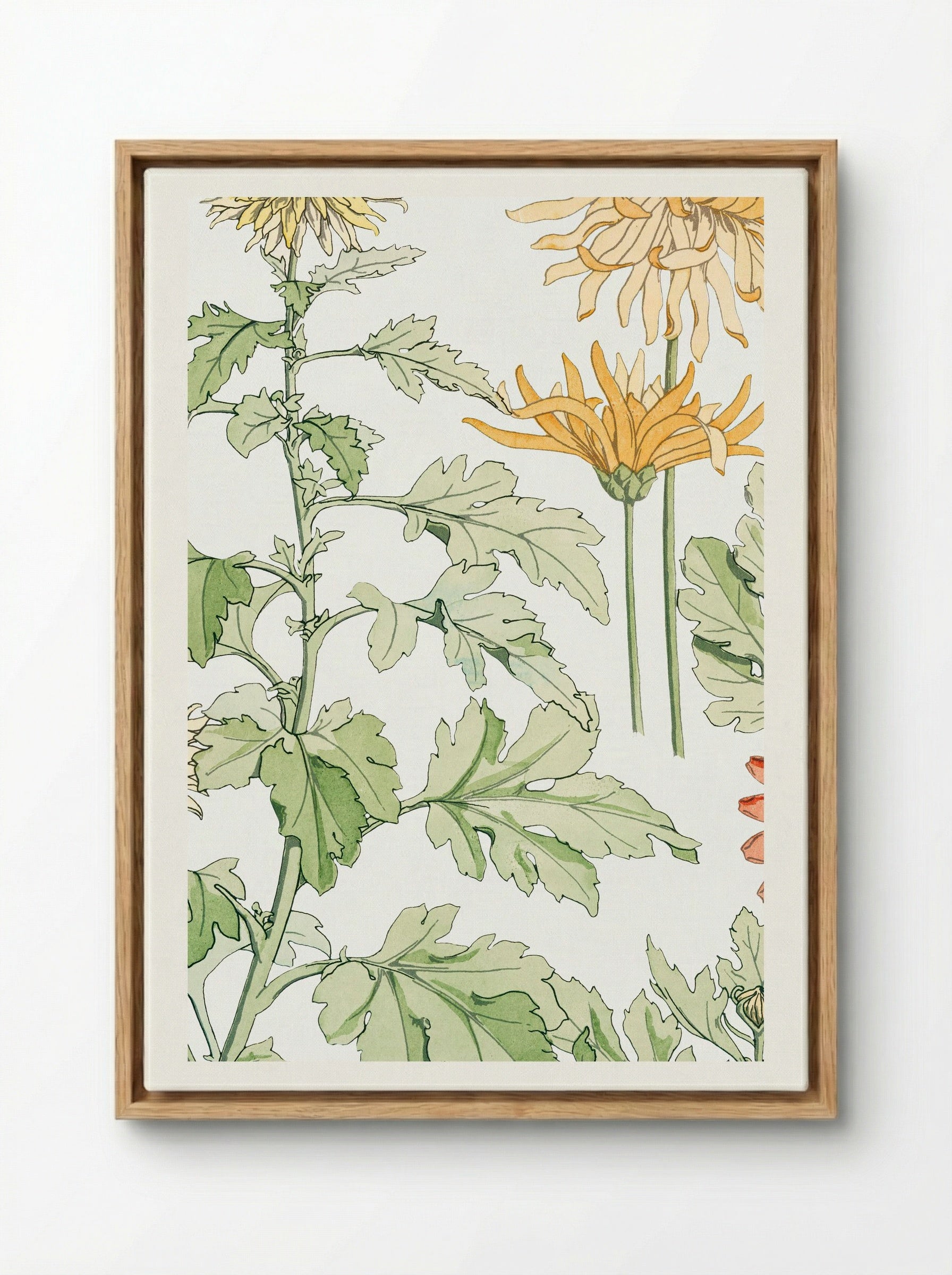 Chrysanthème (Chrysanthemum) - Maurice Pillard Verneuil - Framed Canvas Wood