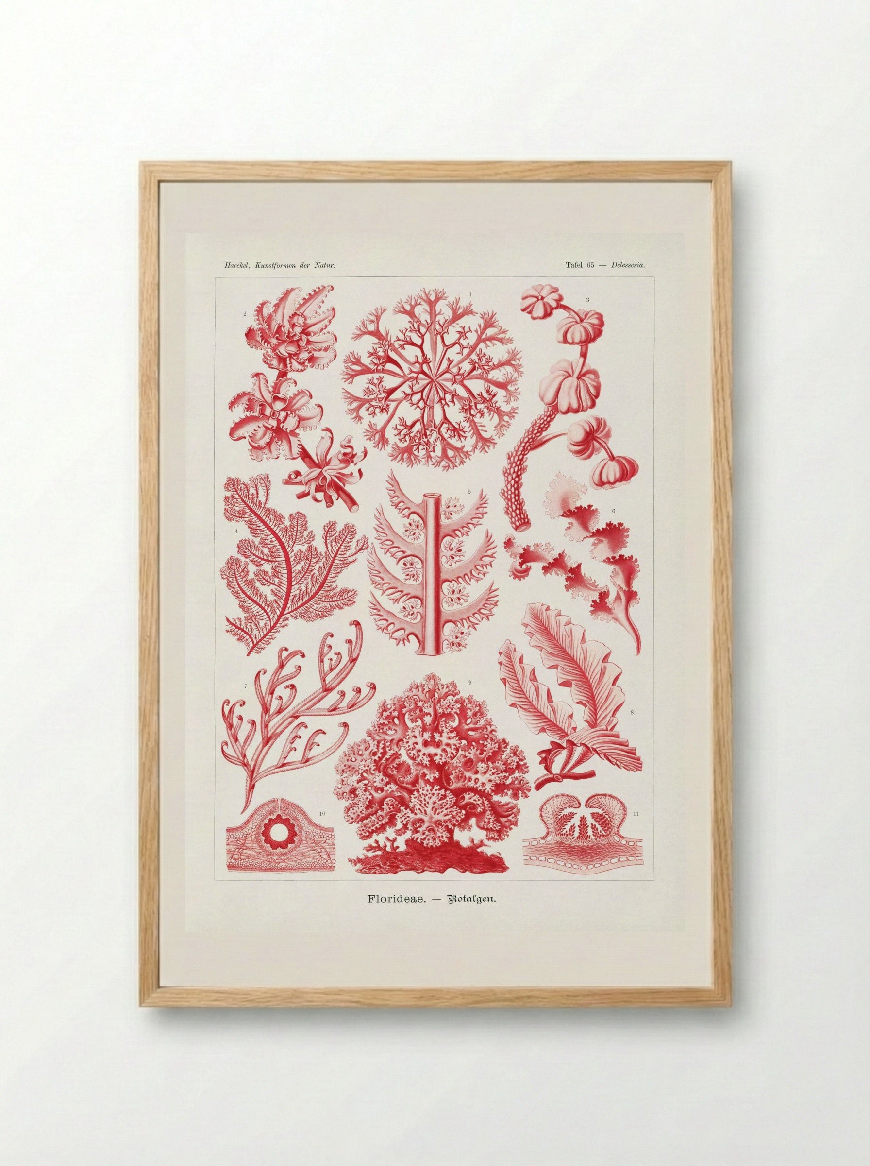Florideae-Rotalgen (1904) - Ernst Haeckel - Framed Print Wood