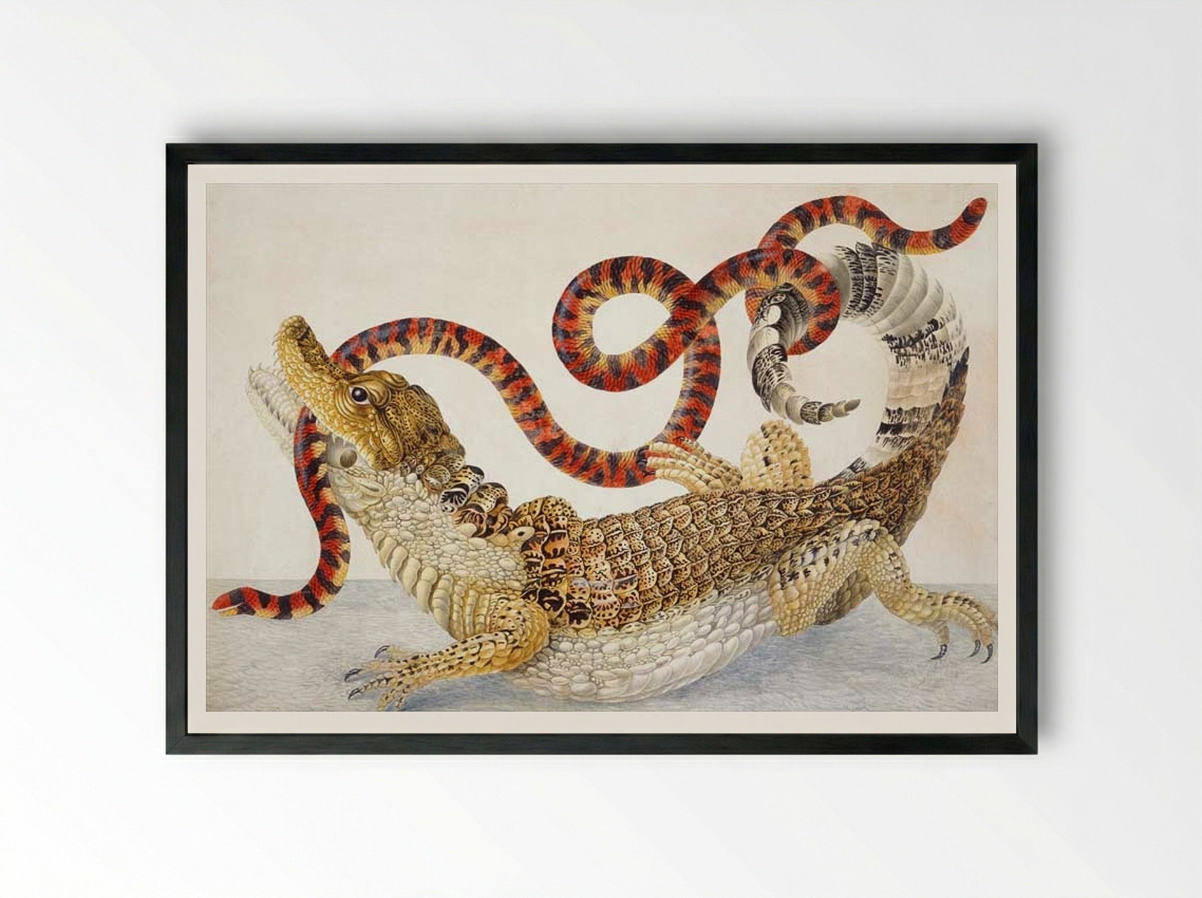 Spectacled Caiman (Caiman crocodilus) and a False Coral Snake (Anilius scytale) - Maria Sibylla Merian - Framed Print Black