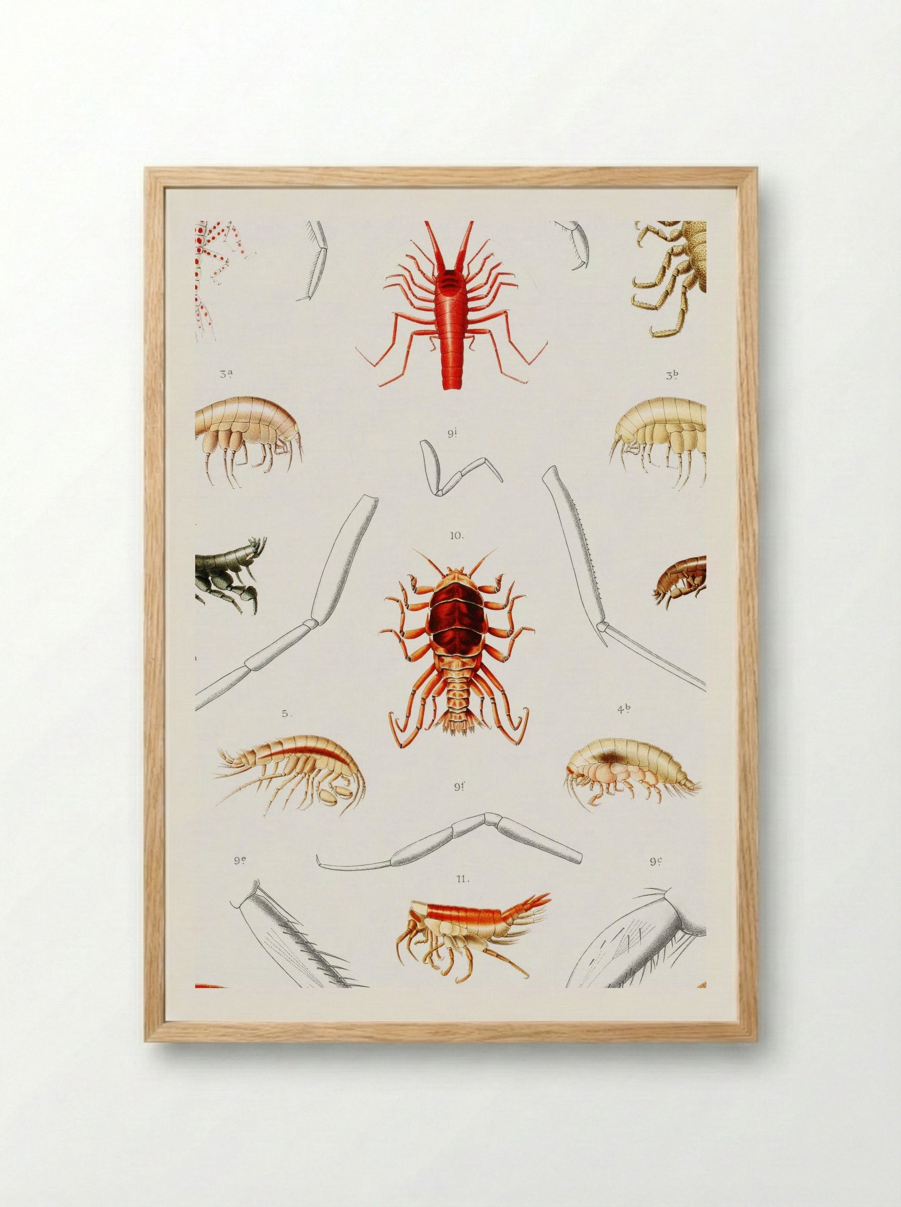 Amphipods of the North Atlantic - Albert I of Monaco - Framed Print Wood