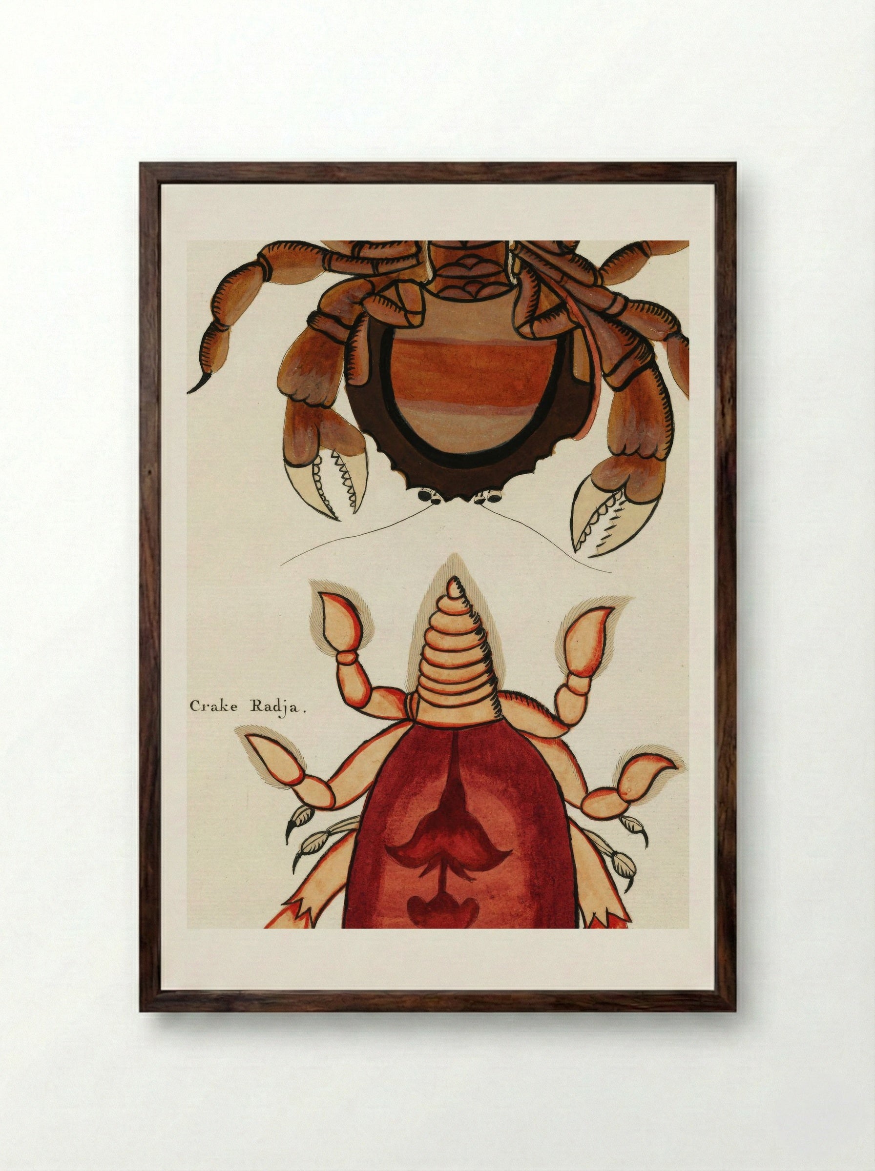 Colourful and Surreal Illustrations of Crabs - Louis Renard - Framed Print Dark Wood