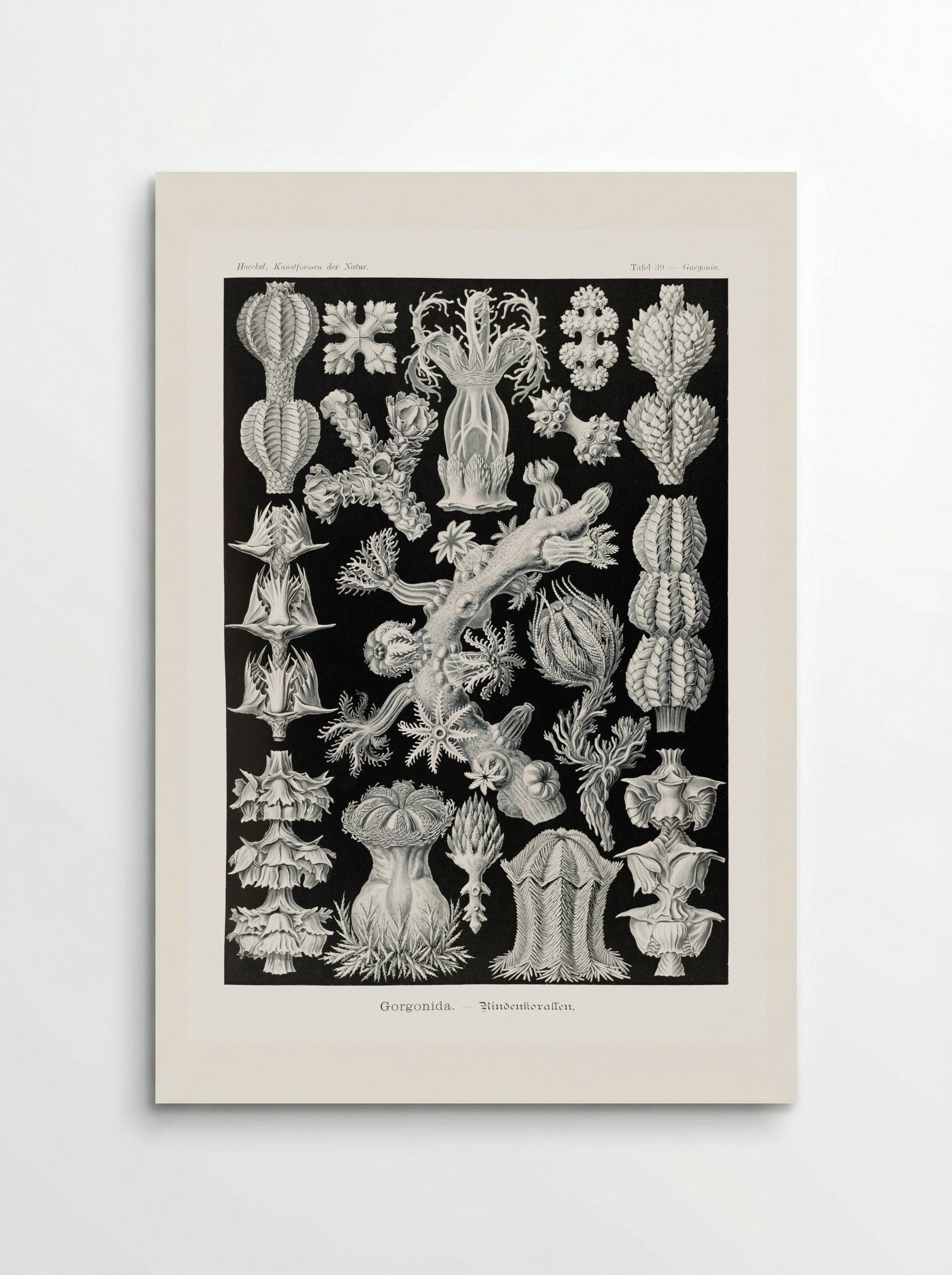 Gorgonida-Rindenkorallen (1904) - Ernst Haeckel - Poster