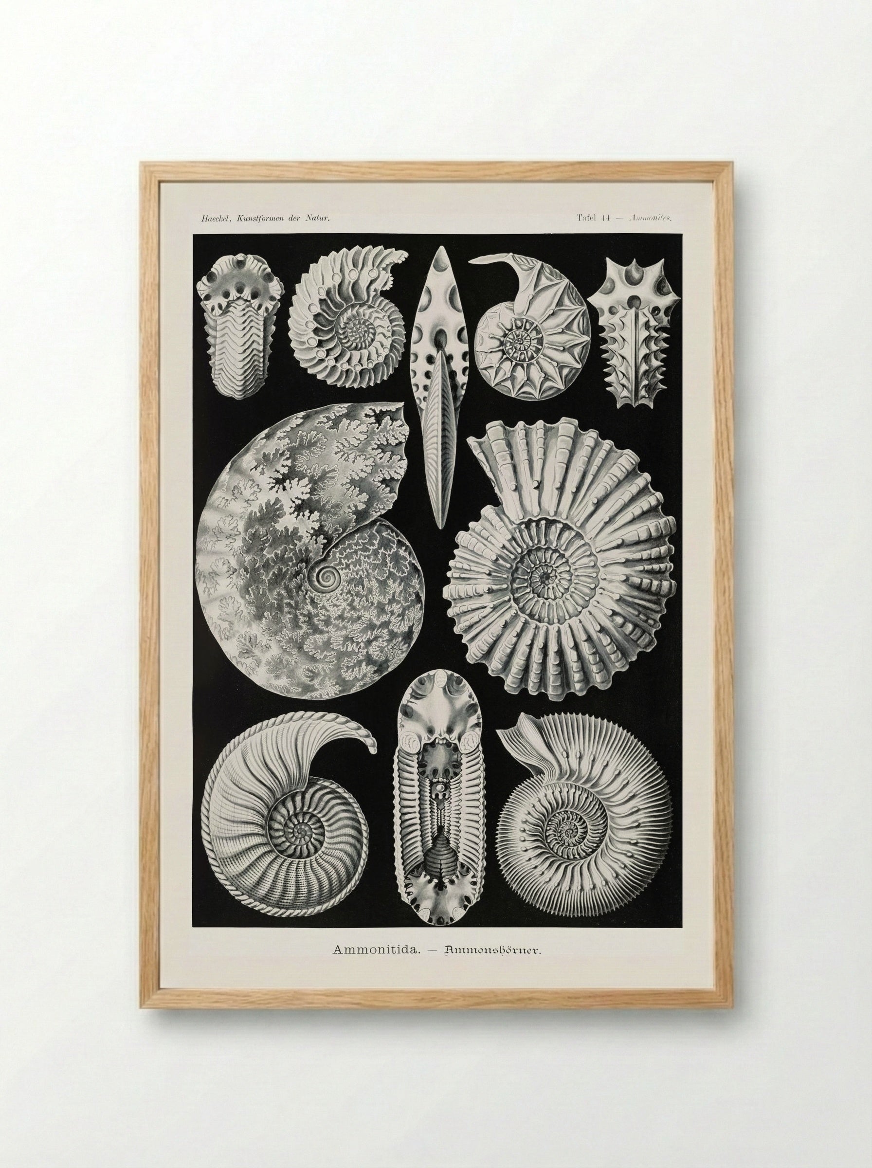 Ammonitida-Ammonshörner (1904) - Ernst Haeckel - Framed Print Wood