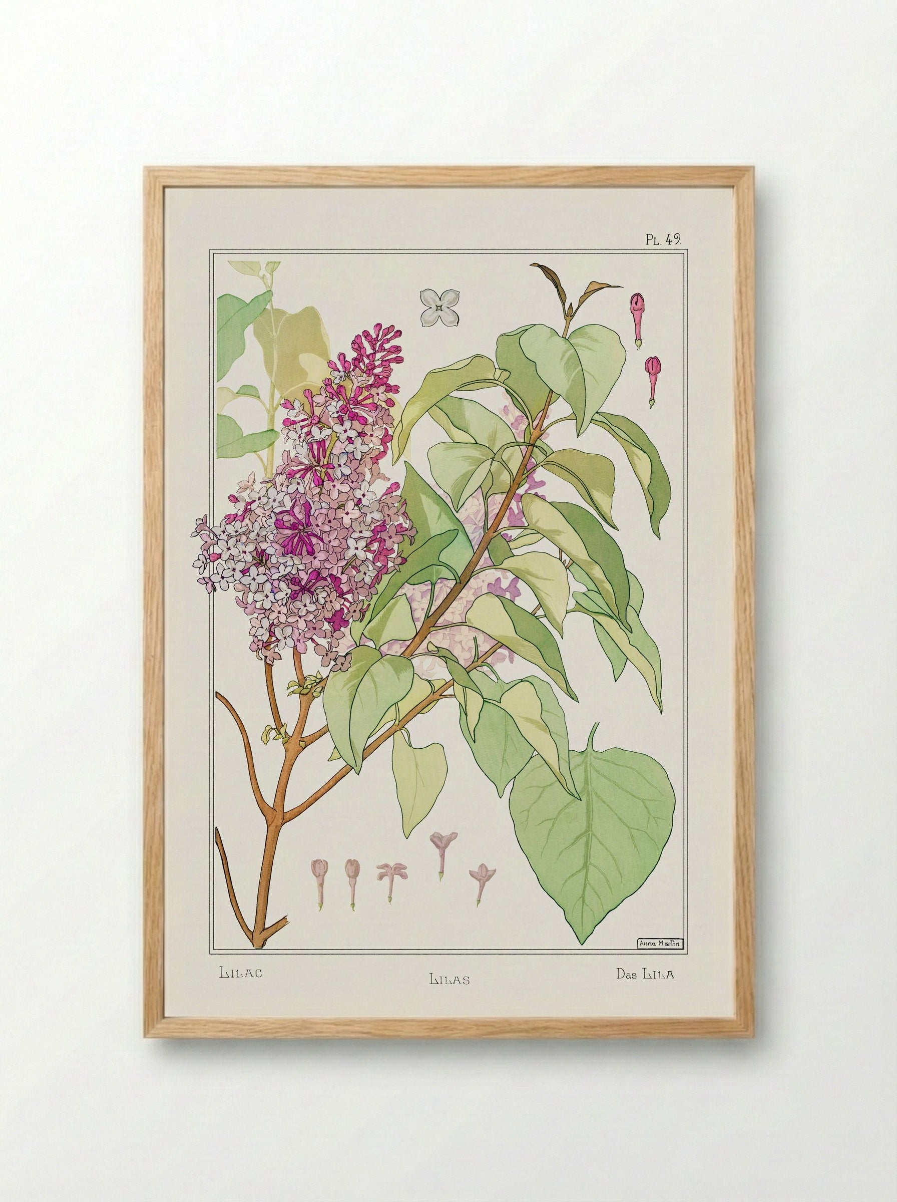 Lilas (Lilac) from La Plante et ses Applications ornementales - Maurice Pillard Verneuil - Framed Print Wood