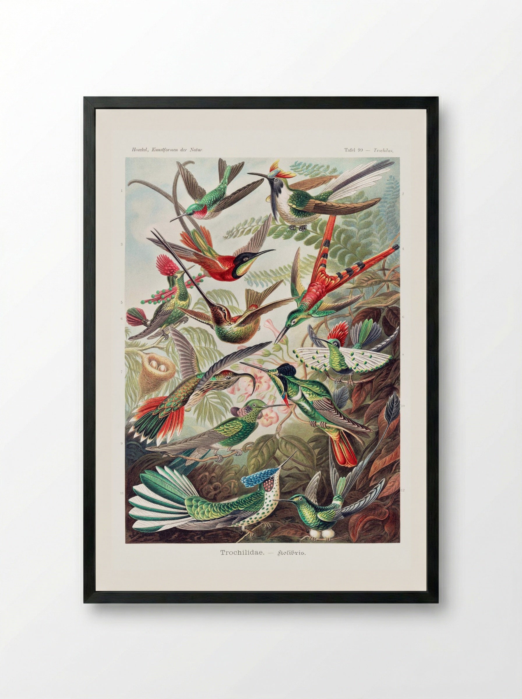 Trochilidae-Kolibris (1904) - Ernst Haeckel - Framed Print Black