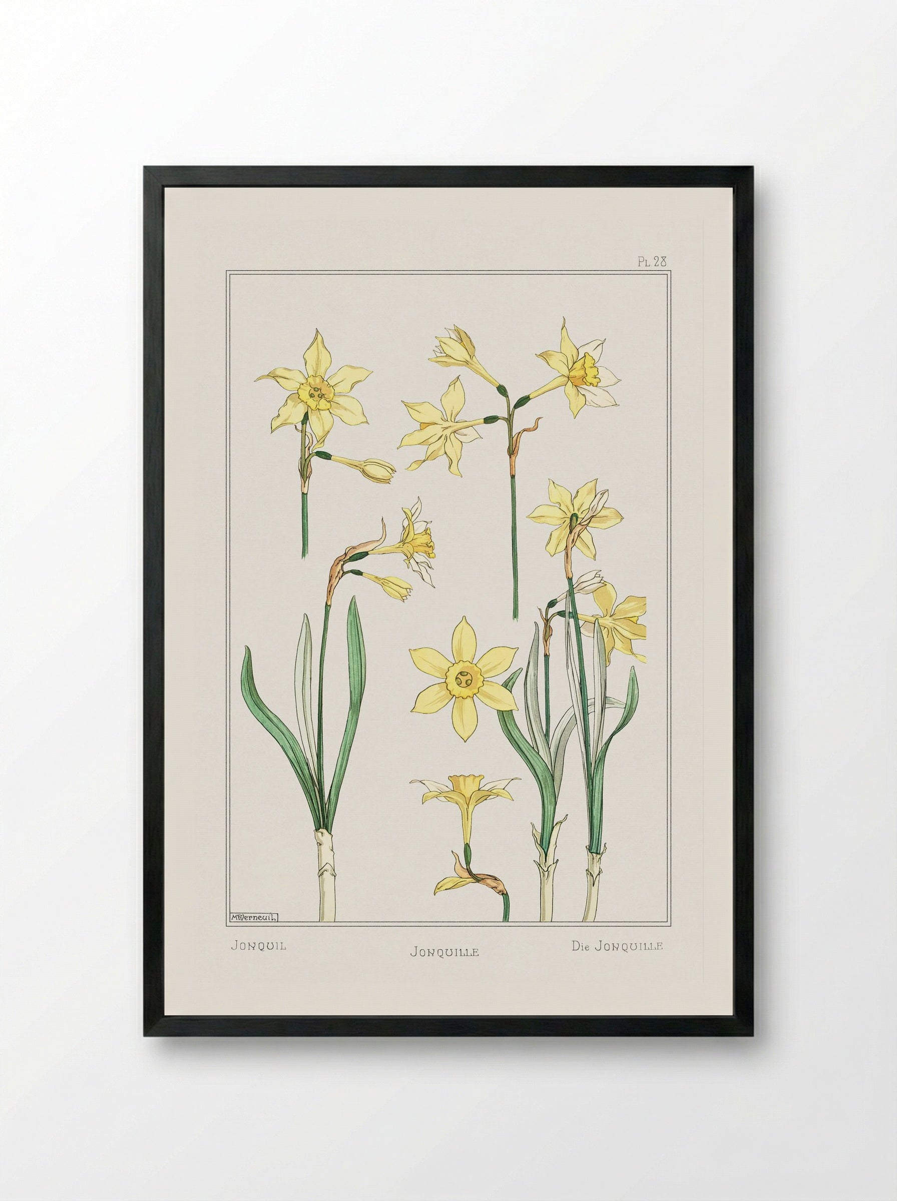 Jonquille or Jonquil - Maurice Pillard Verneuil - Framed Print Black