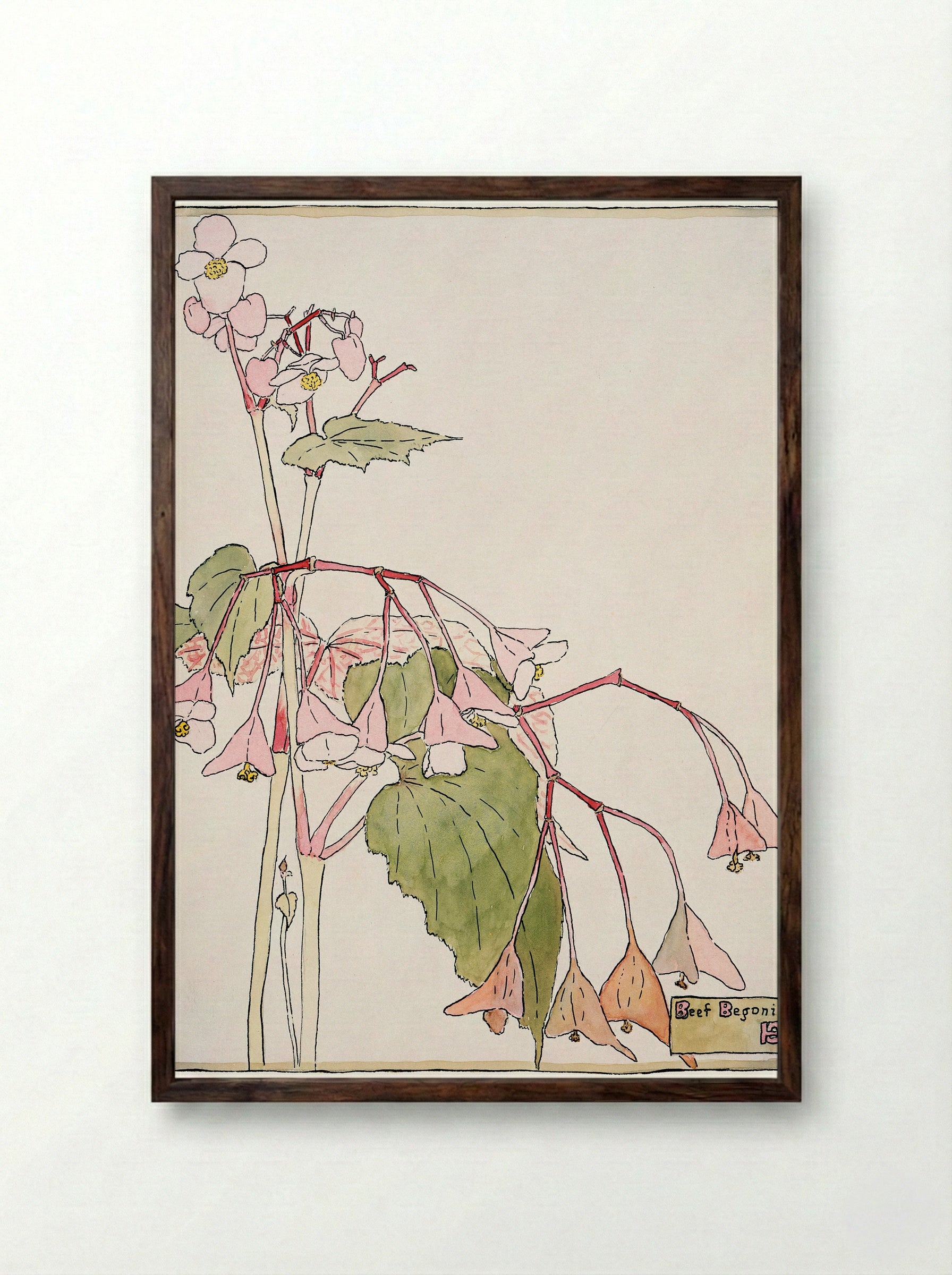 Beef Begonia (1915) - Hannah Borger Overbeck - Framed Print Dark Wood
