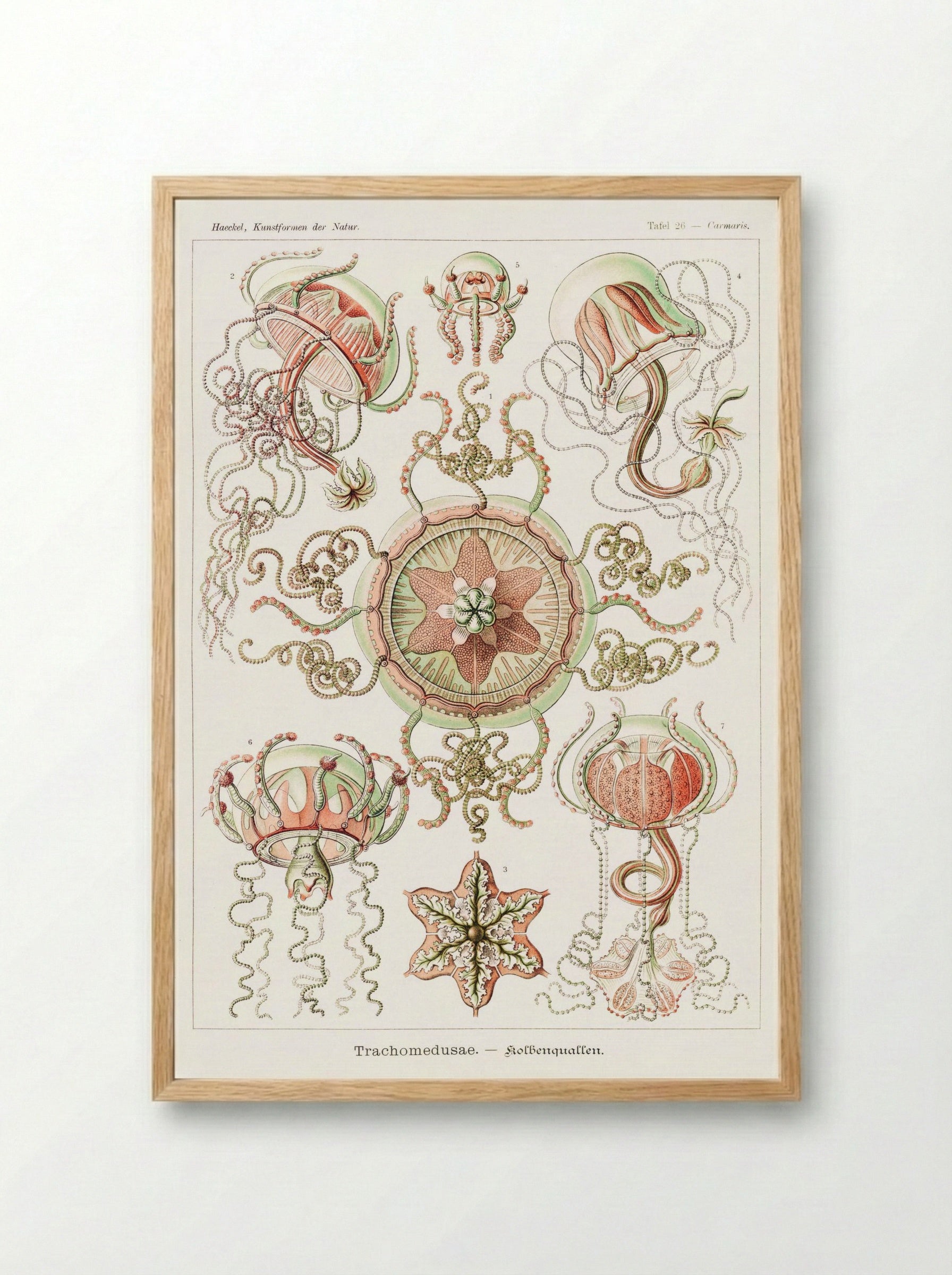 Trachomedusae-Kolbenquallen (1904) - Ernst Haeckel - Framed Print Wood