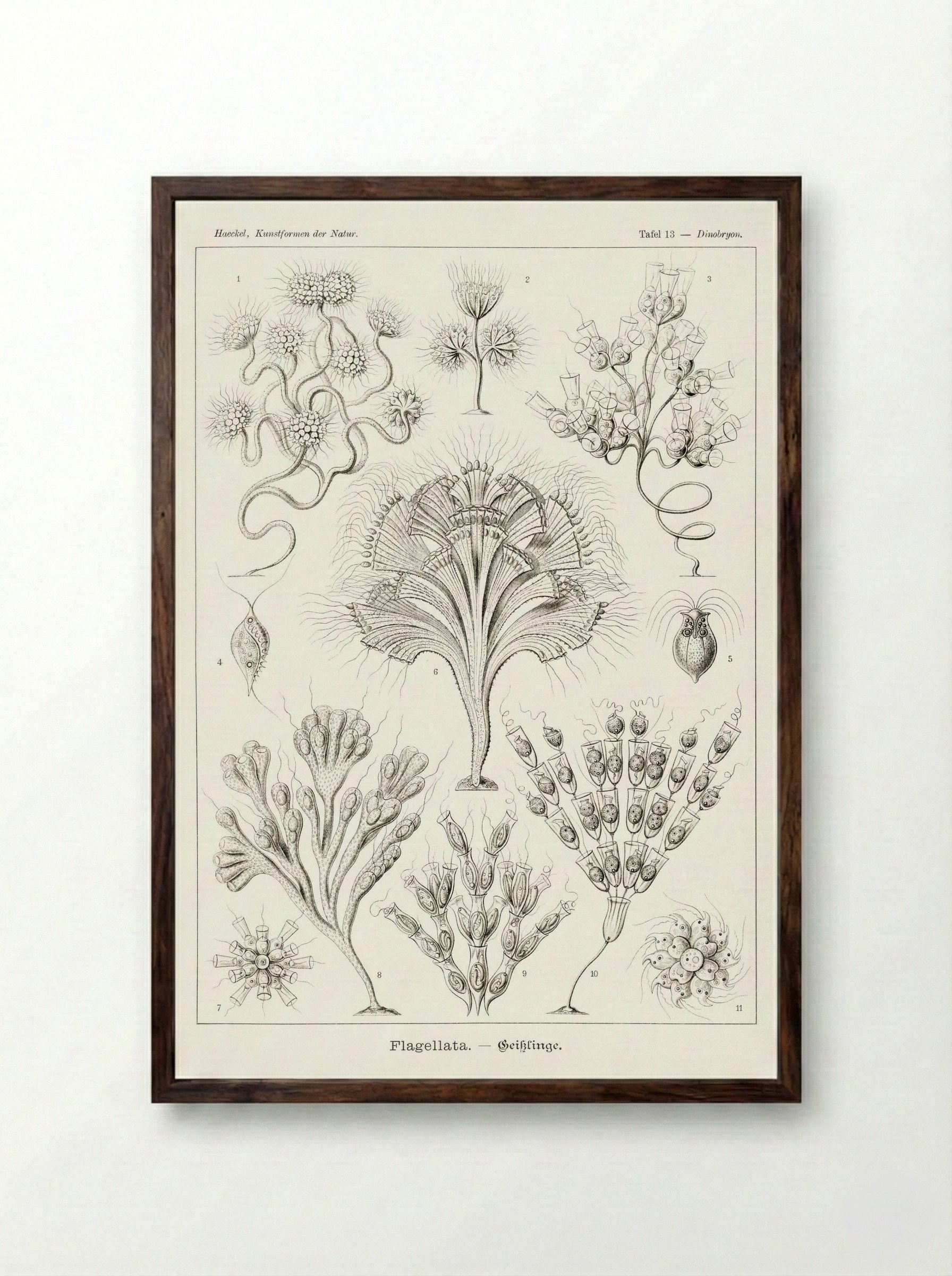Flagellata-Geiklinge (1904) - Ernst Haeckel - Framed Print Dark Wood