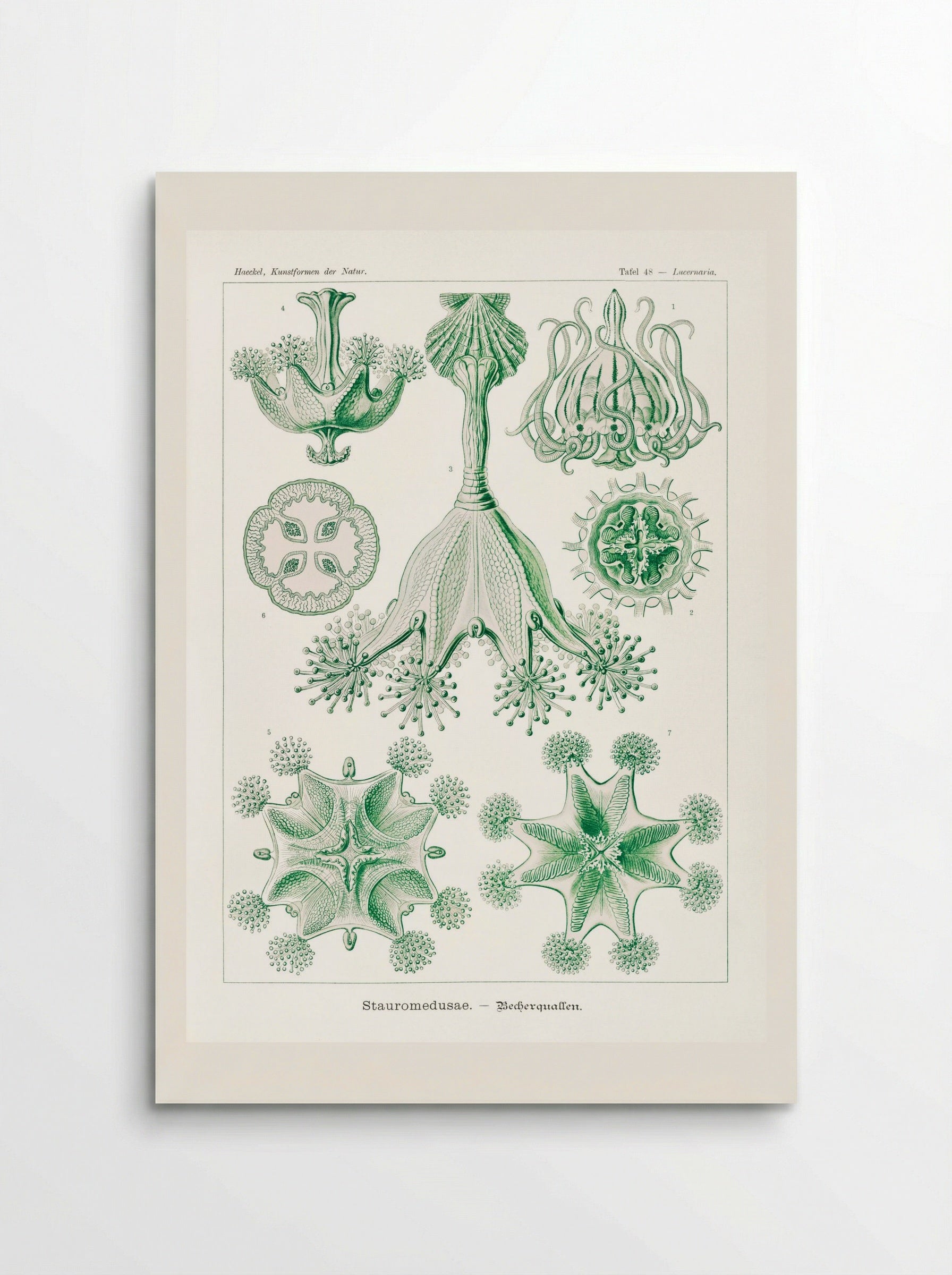 Stauromedusae-Becherquallen (1904) - Ernst Haeckel - Poster