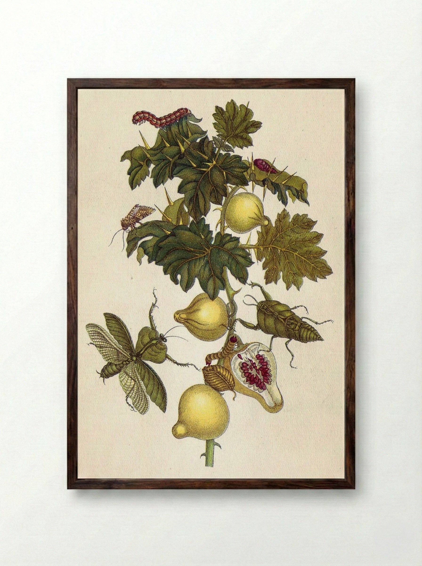 Musa paradisiaca - Maria Sibylla Merian - Framed Print Dark Wood