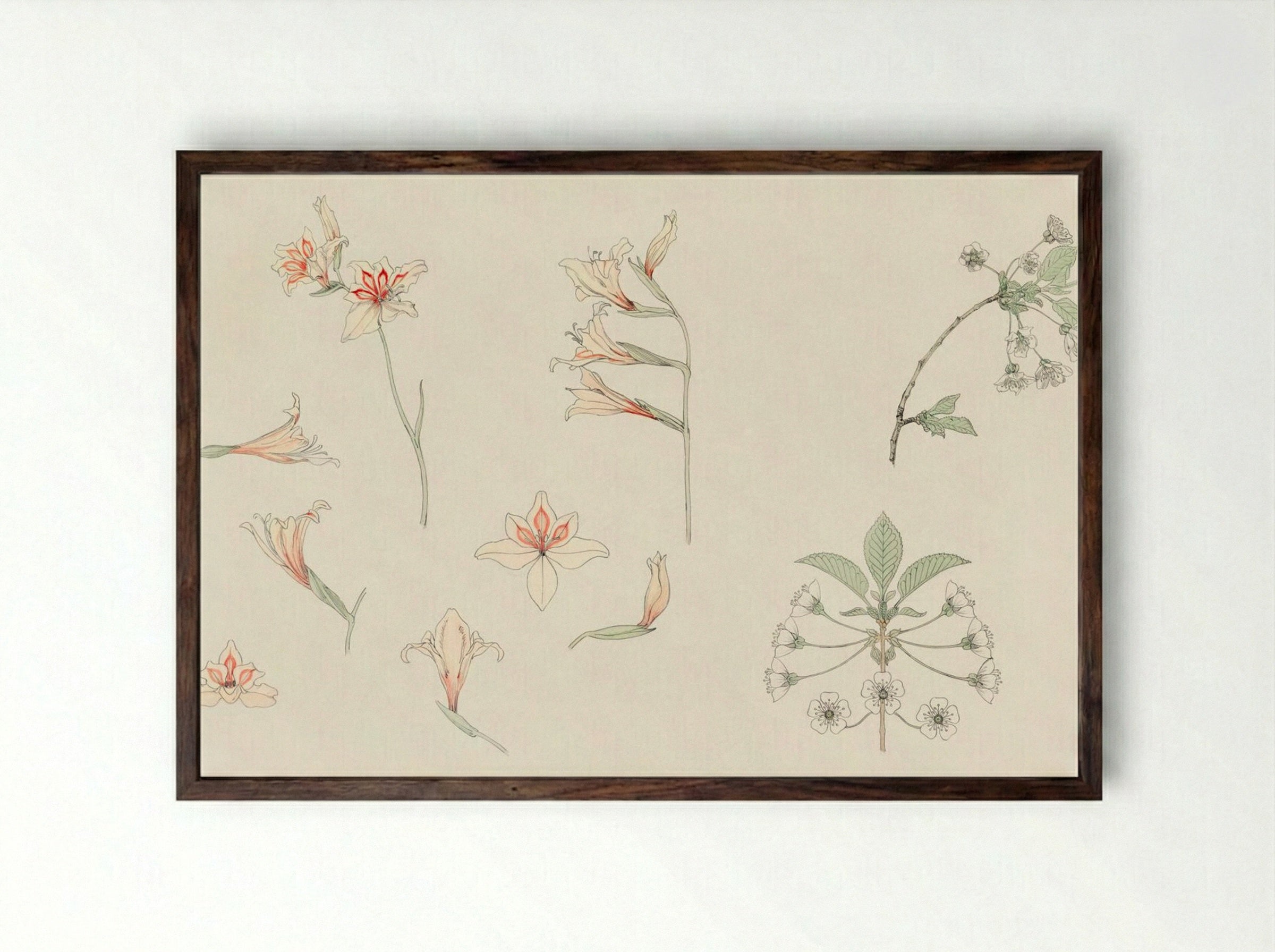 Study Sheet with Gladiolus and Apple Blossom - Julie de Graag - Framed Print Dark Wood