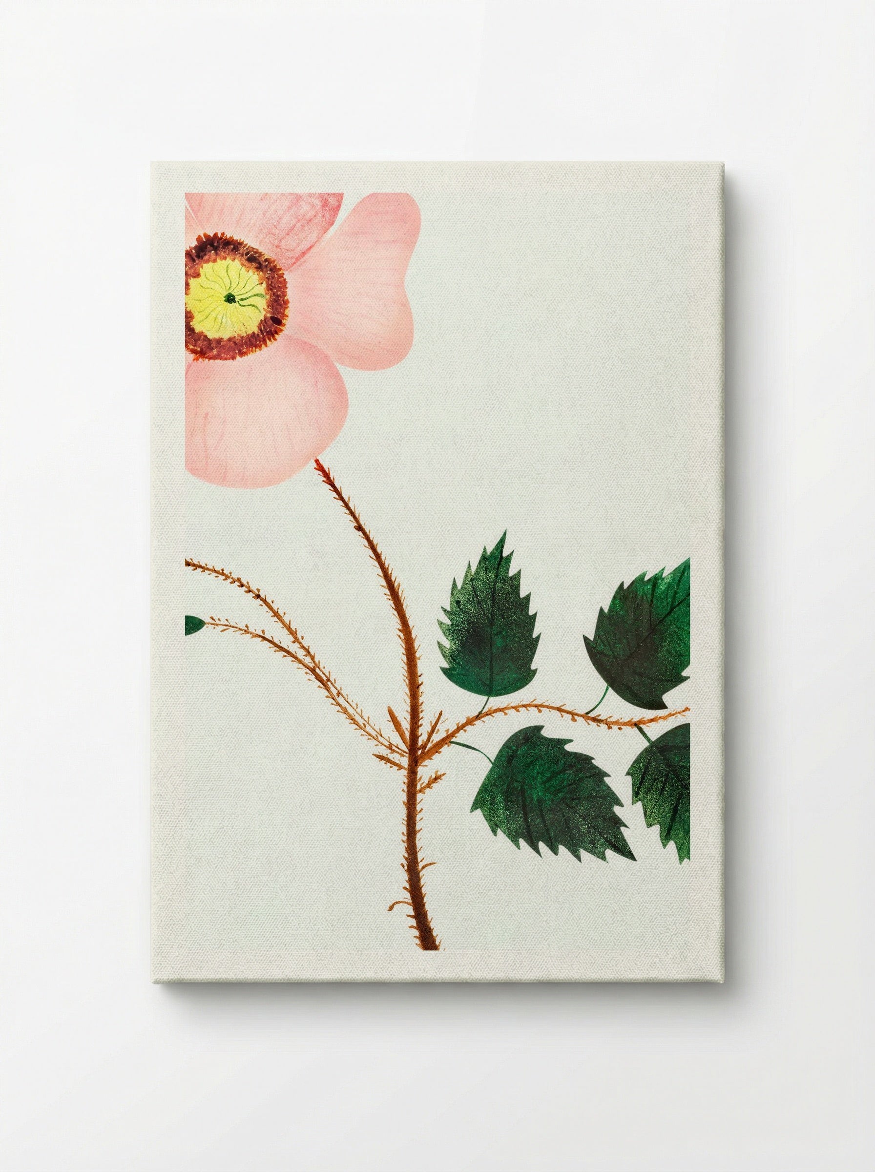 Wild Rose - Mary Altha Nims - Canvas