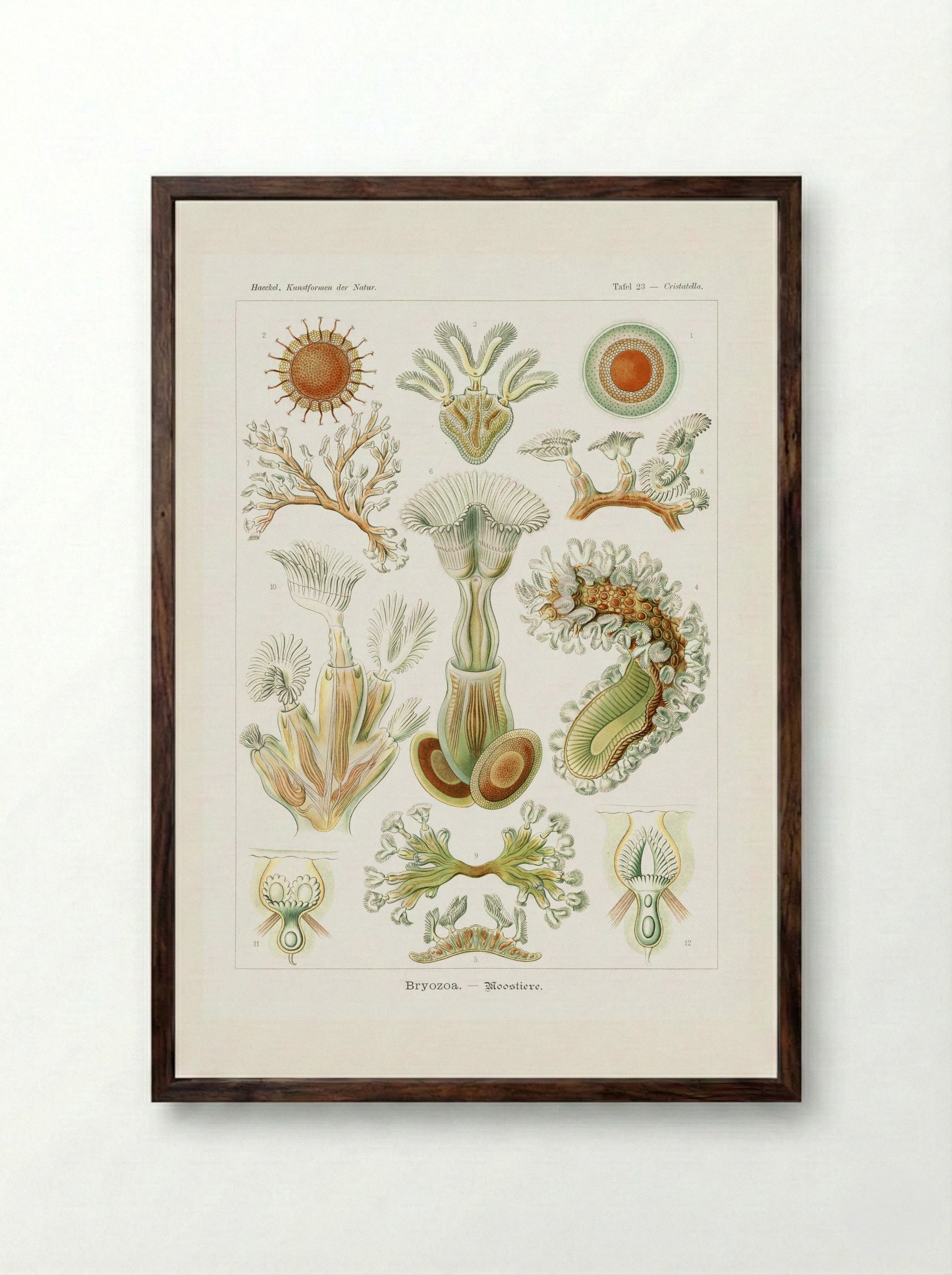 Bryozoa-Moostiere (1904) - Ernst Haeckel - Framed Print Dark Wood