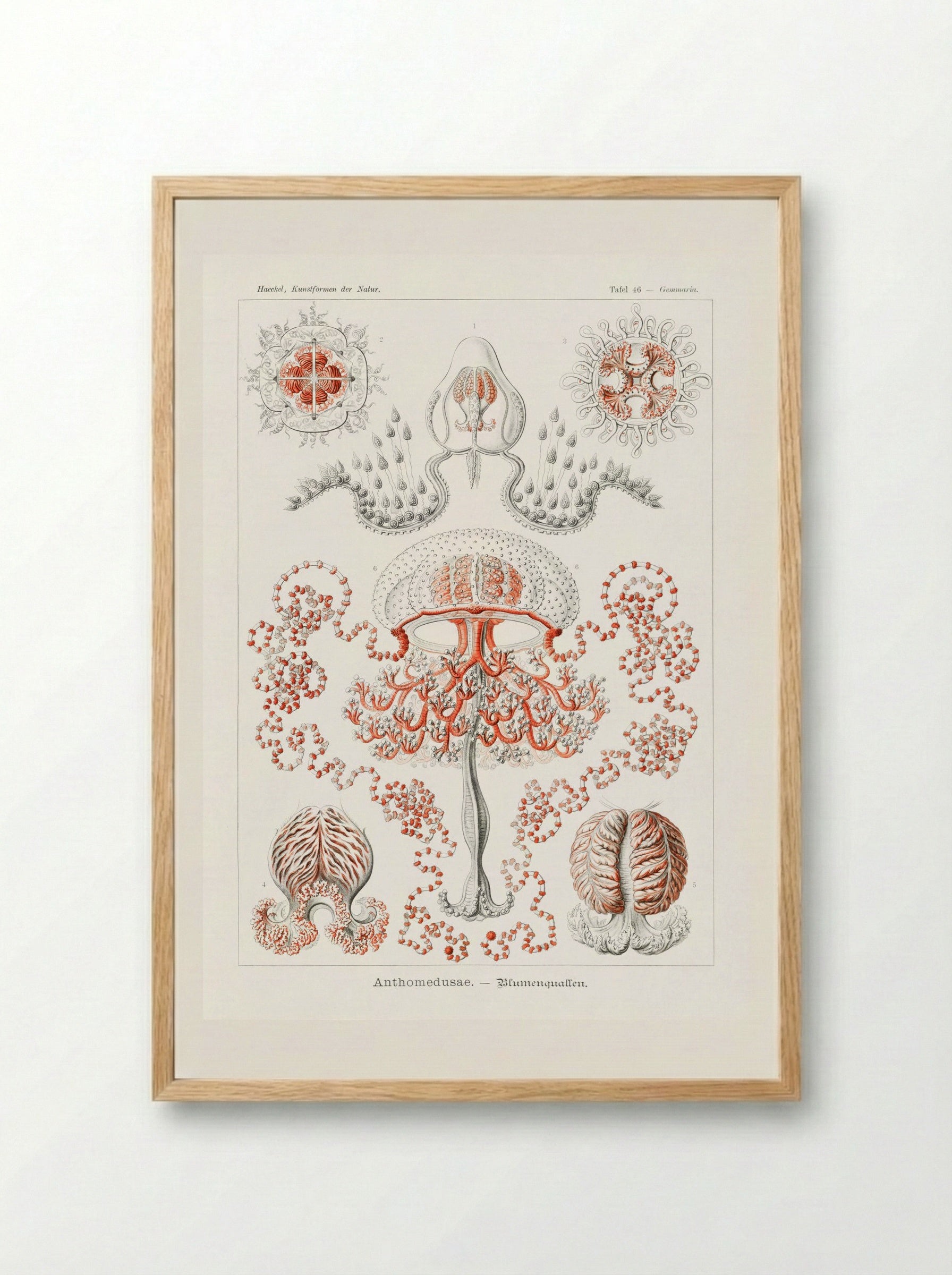 Anthomedusae-Blumenquallen (1904) - Ernst Haeckel - Framed Print Wood