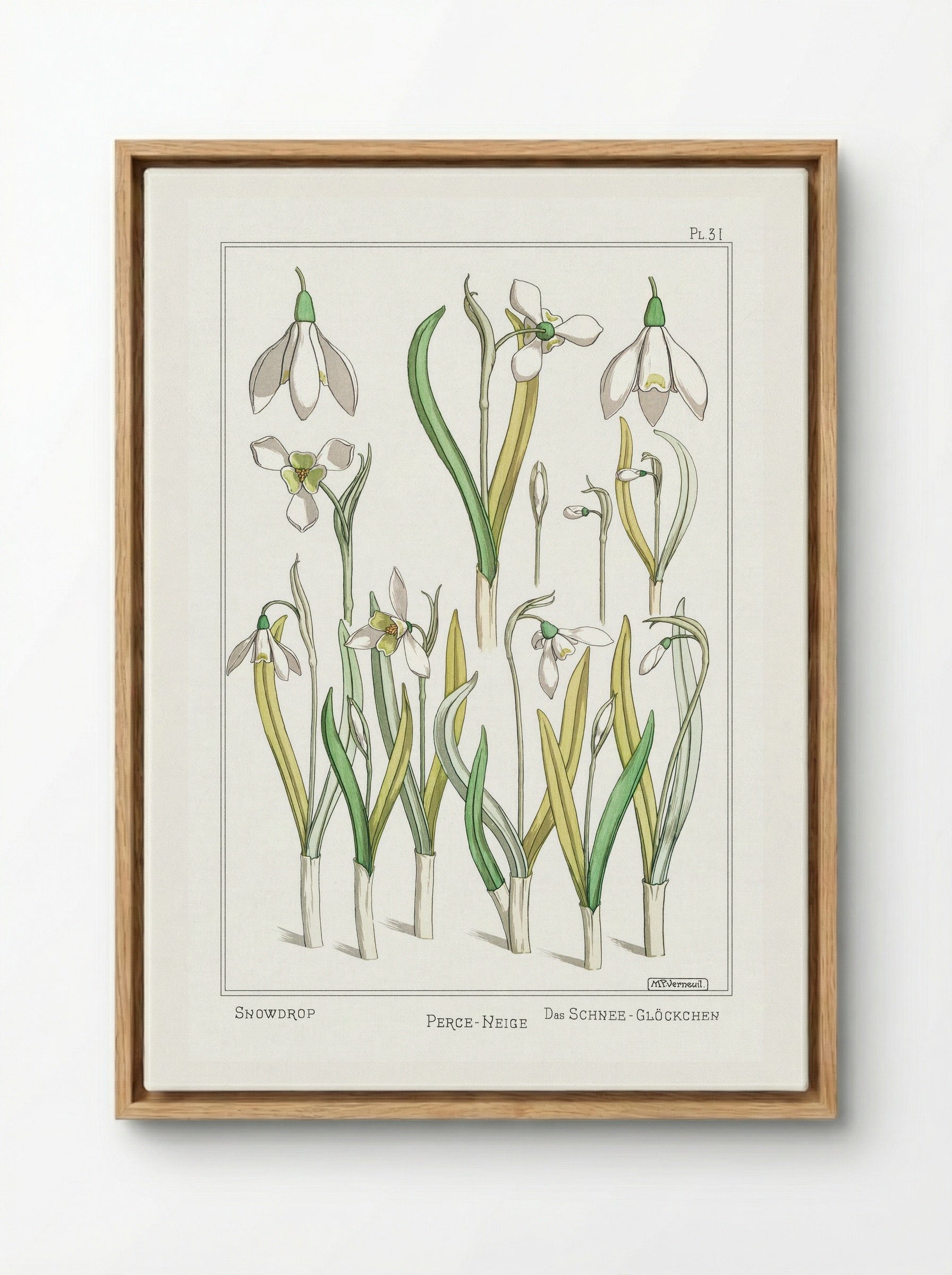 Perce-Neige (Snowdrops) - Maurice Pillard Verneuil - Framed Canvas Wood