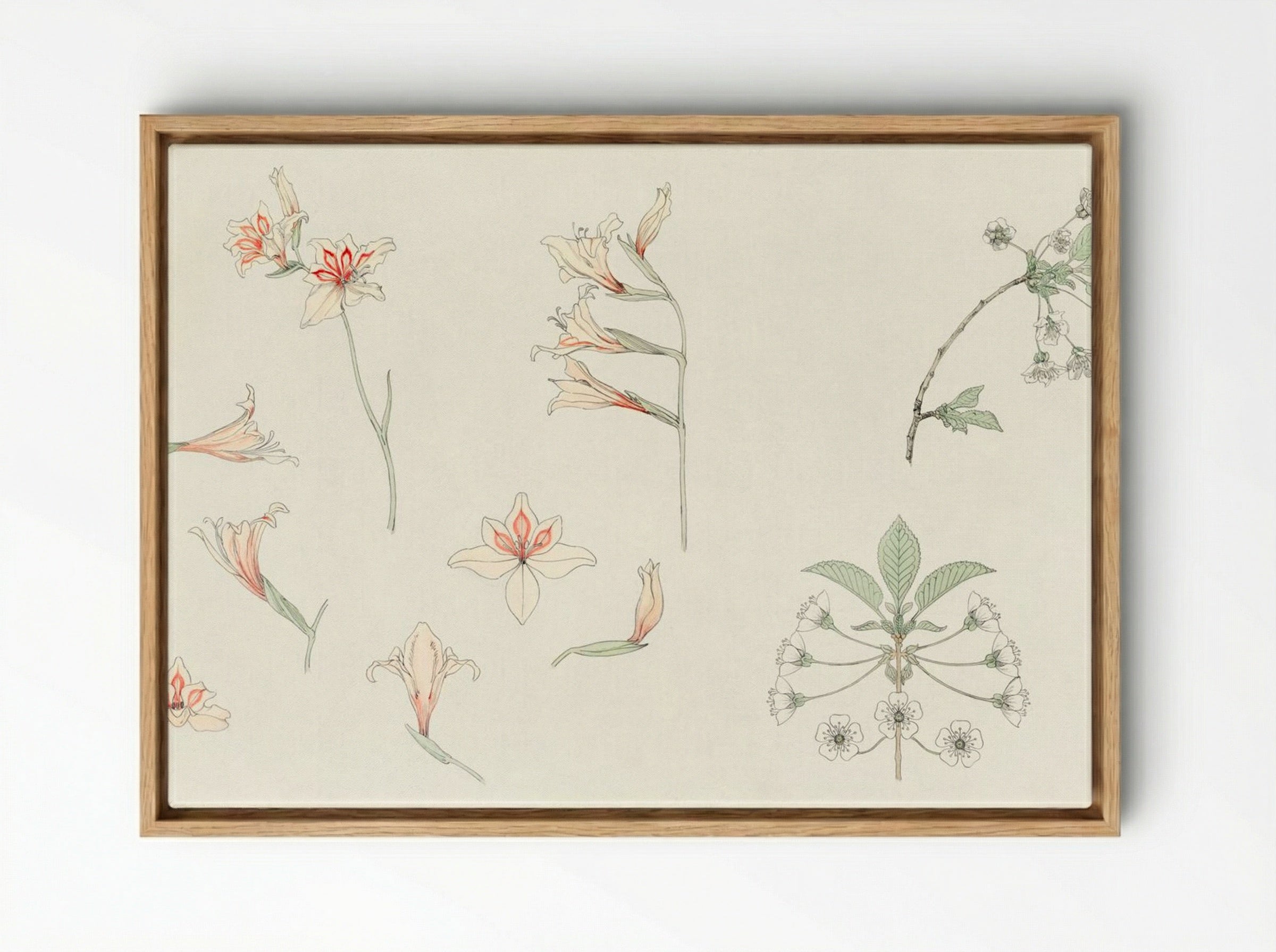 Study Sheet with Gladiolus and Apple Blossom - Julie de Graag - Framed Canvas Wood