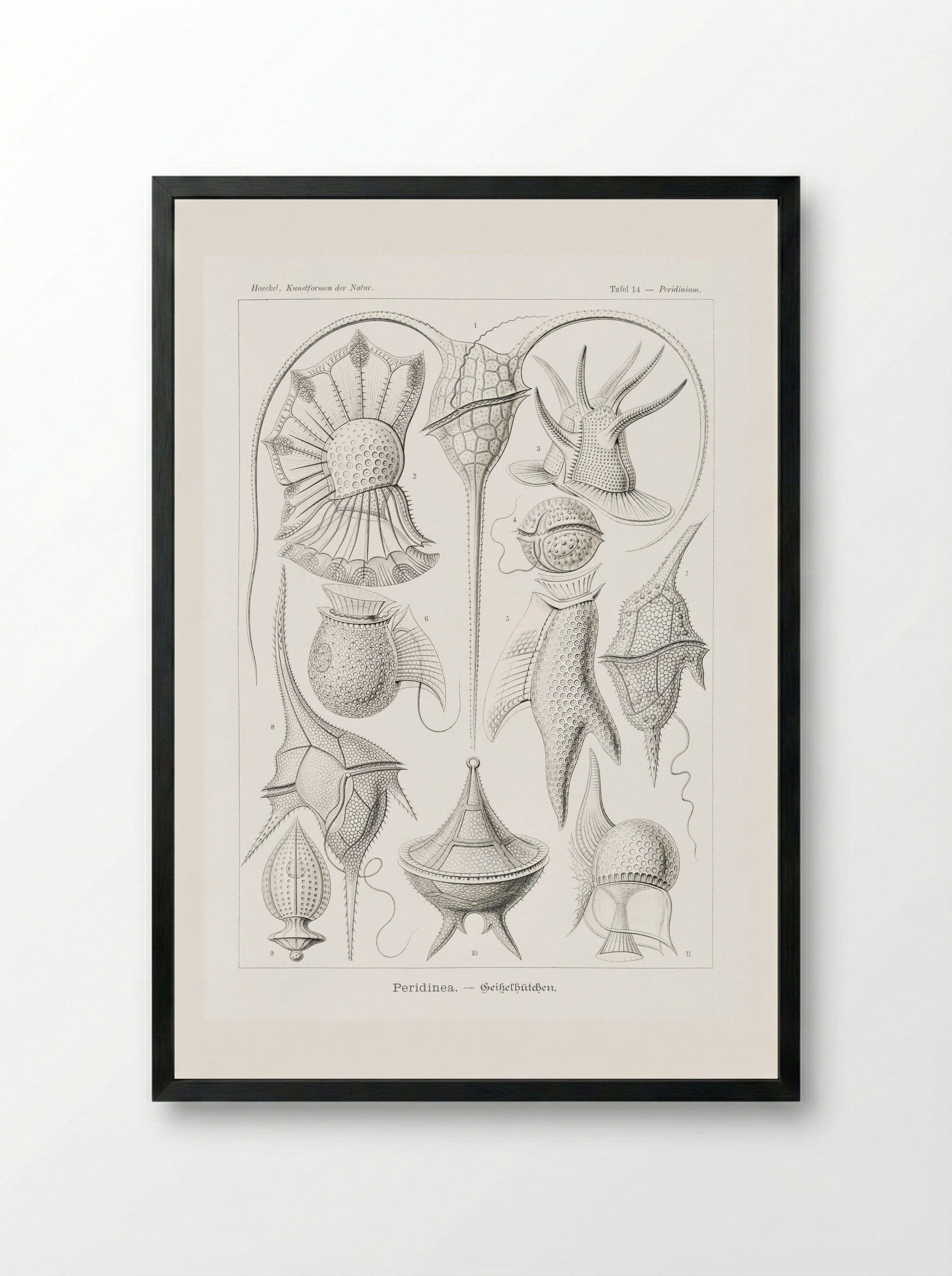 Peridinea-Geikelhütchen (1904) - Ernst Haeckel - Framed Print Black