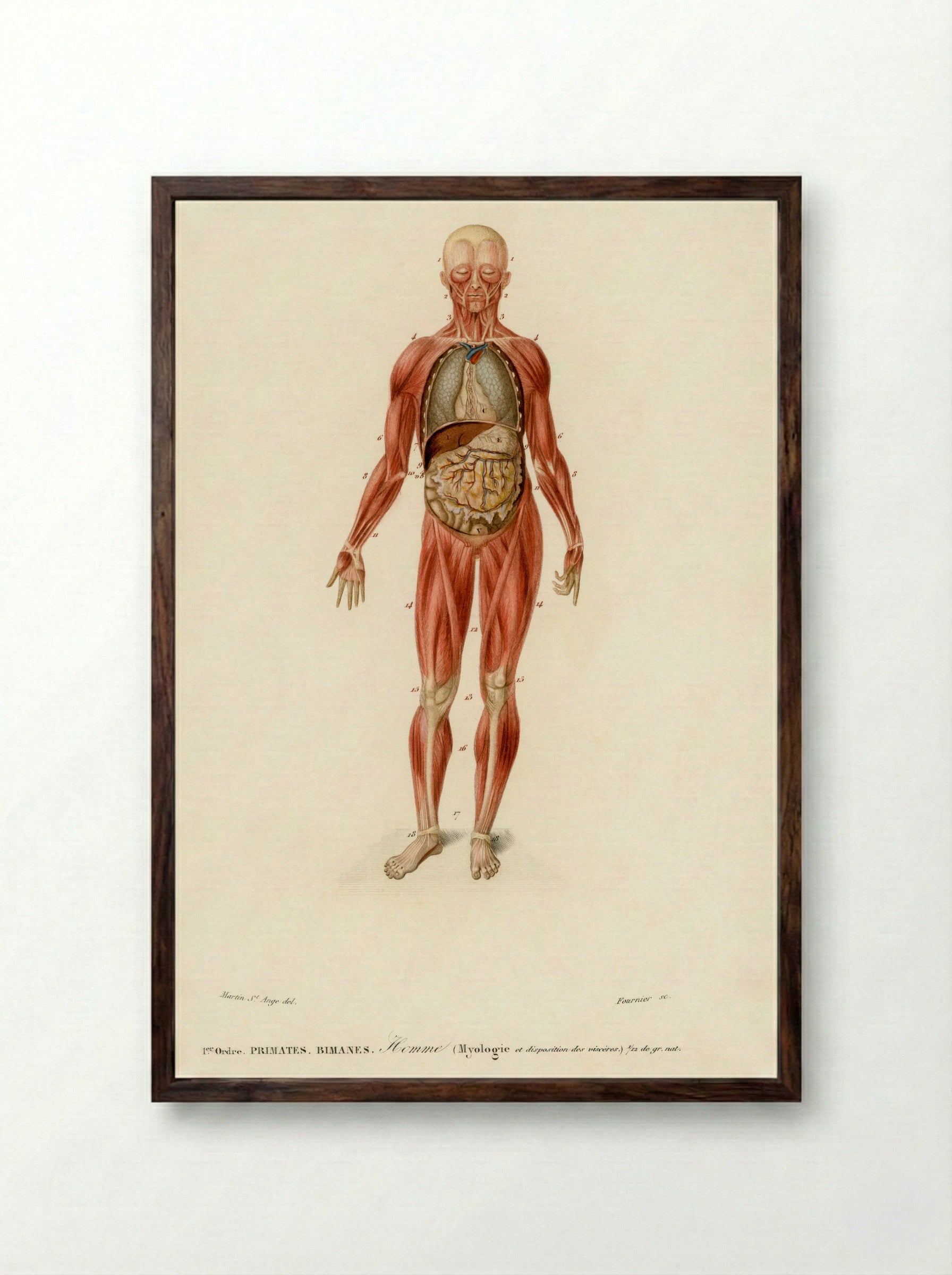 Myology and Disposition of the Viscera - Charles Dessalines D'Orbigny - Framed Print Dark Wood