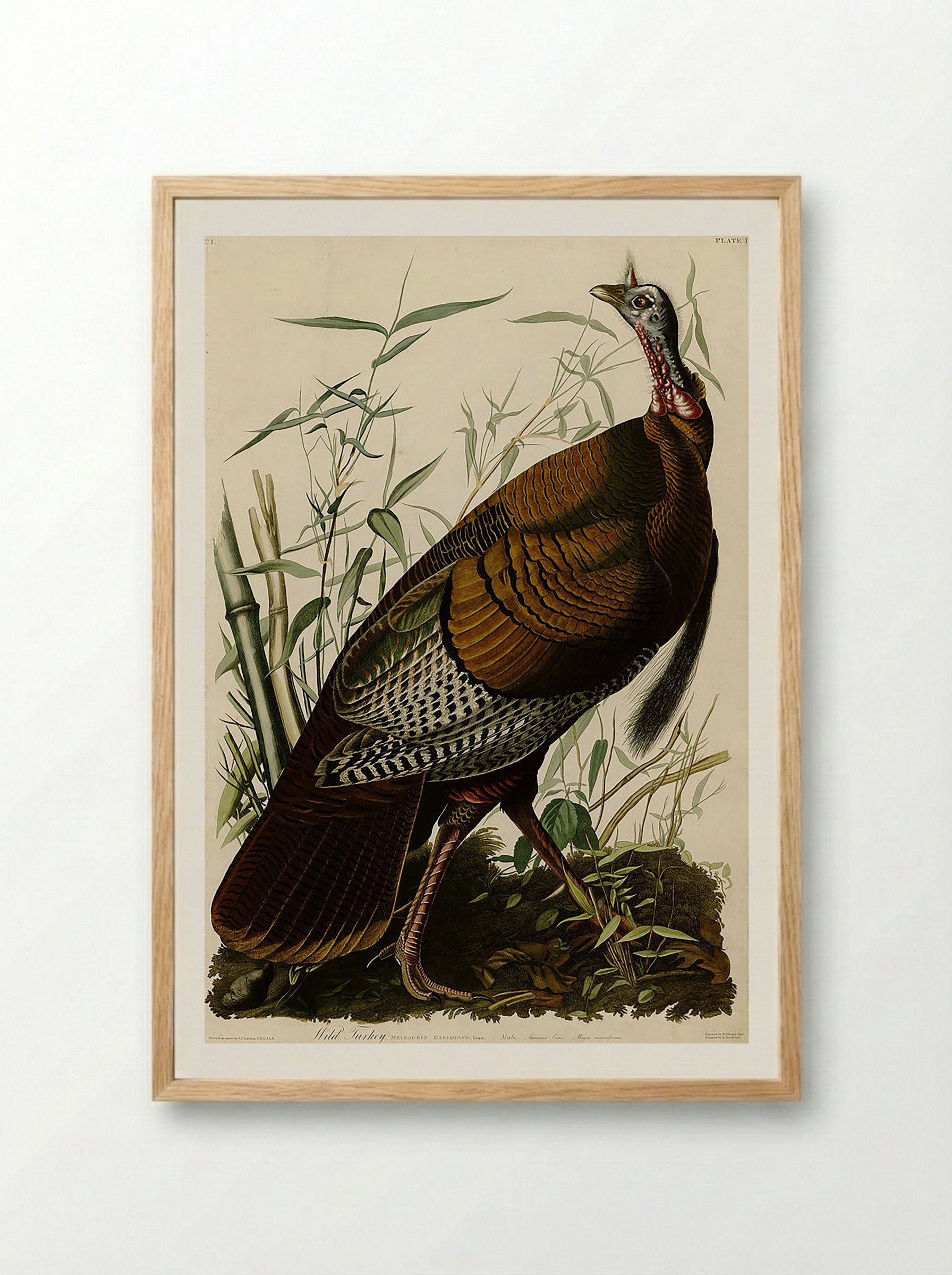 Plate 1. Wild Turkey - John James Audubon - Framed Print Wood