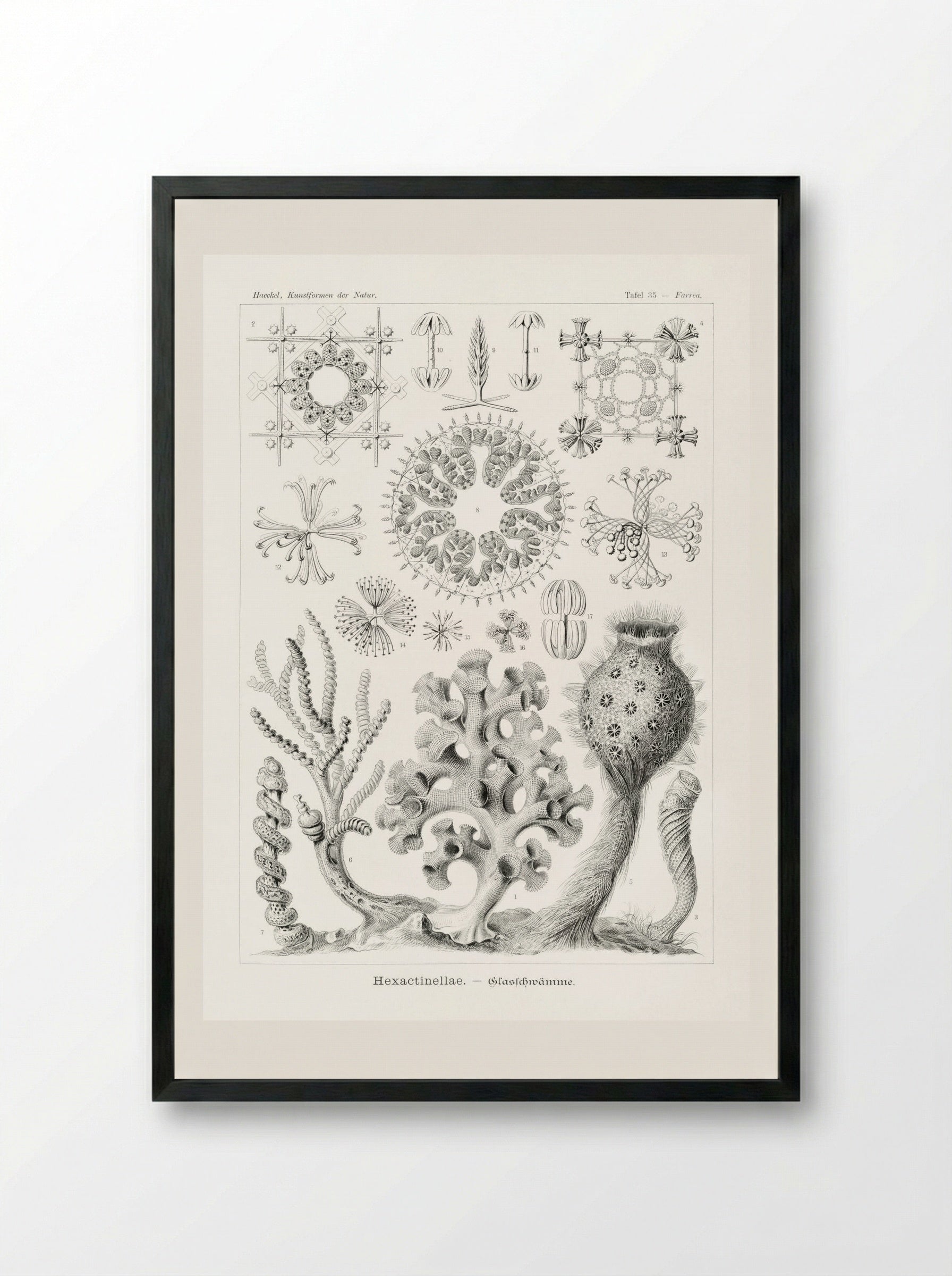Hexactinellae-Glasschwämme (1904) - Ernst Haeckel - Framed Print Black
