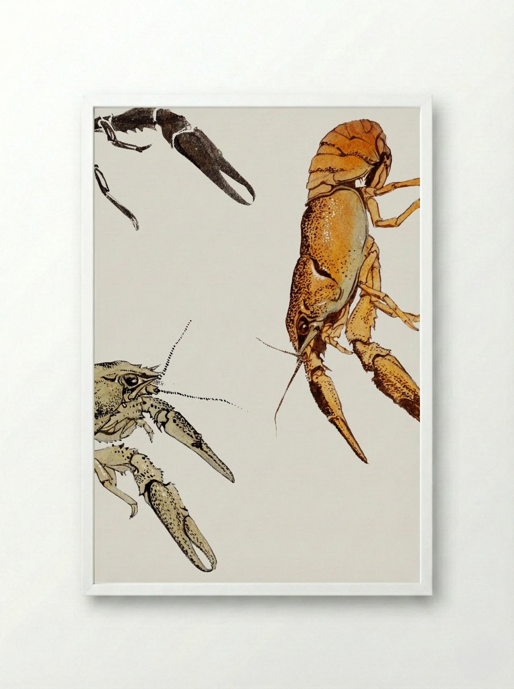 Sketches of Crayfish - Julie de Graag - Framed Print White