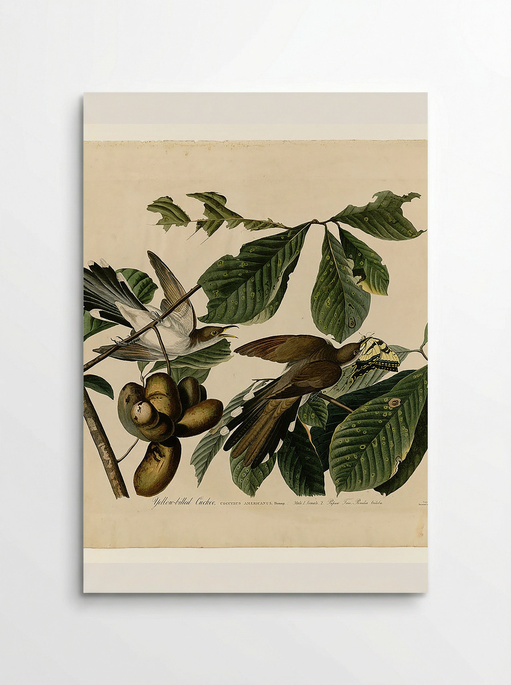 Plate 2. Yellow-billed Cuckoo - John James Audubon - Poster