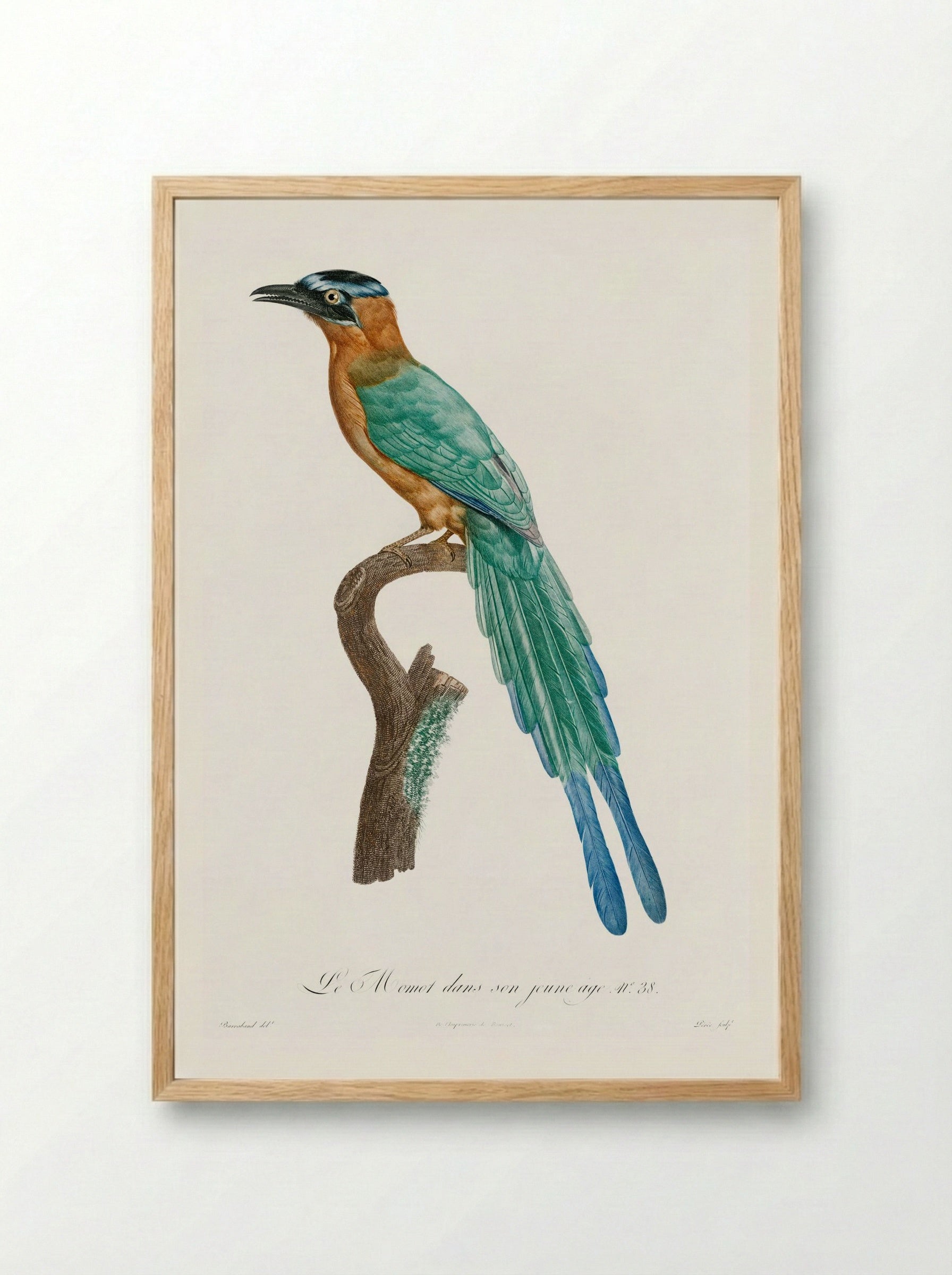 Young Motmot - Jacques Barraband - Framed Print Wood