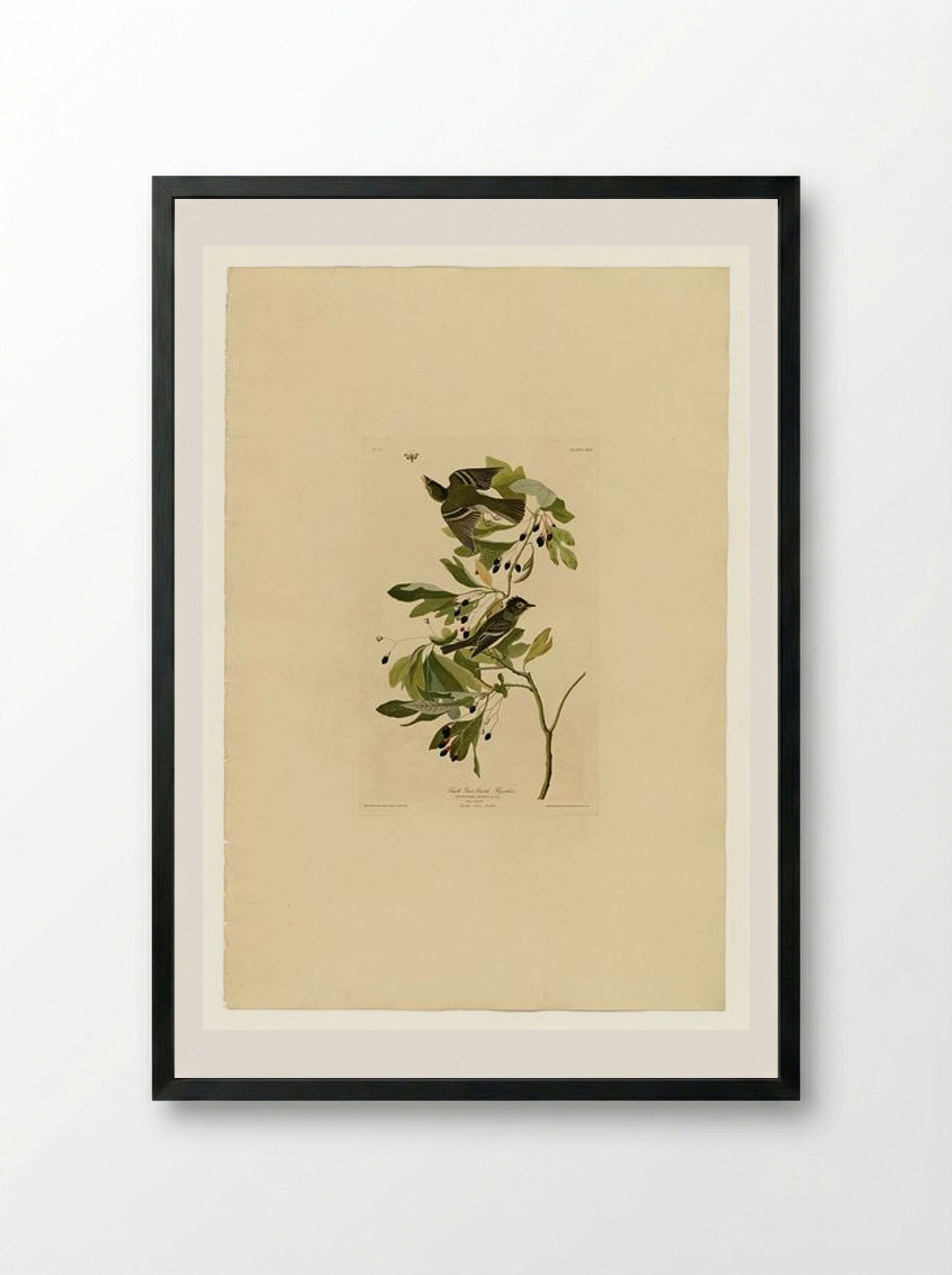 Plate 144 Small Green Crested Flycatcher - John James Audubon - Framed Print Black