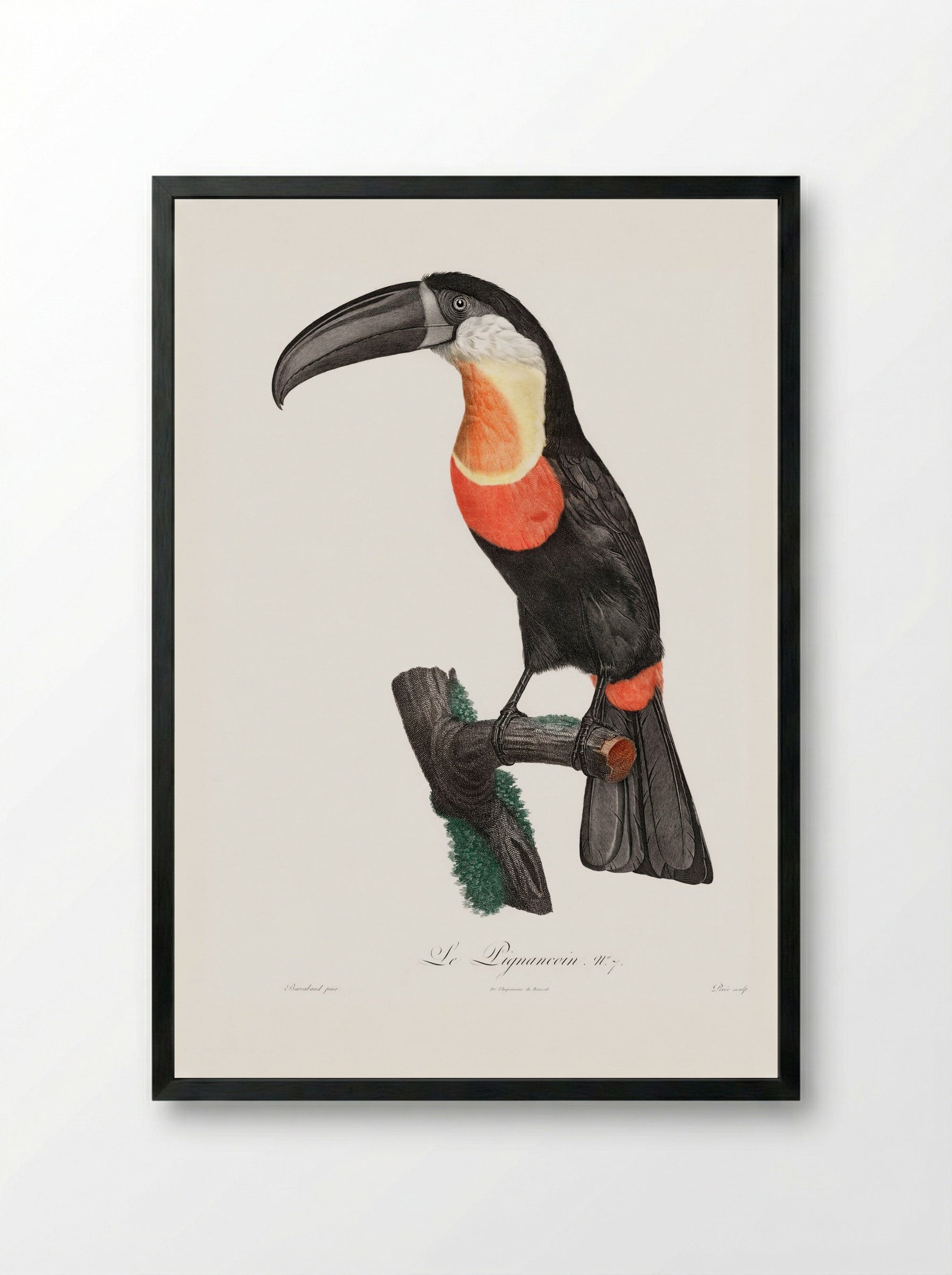 Red-billed Toucan - Jacques Barraband - Framed Print Black