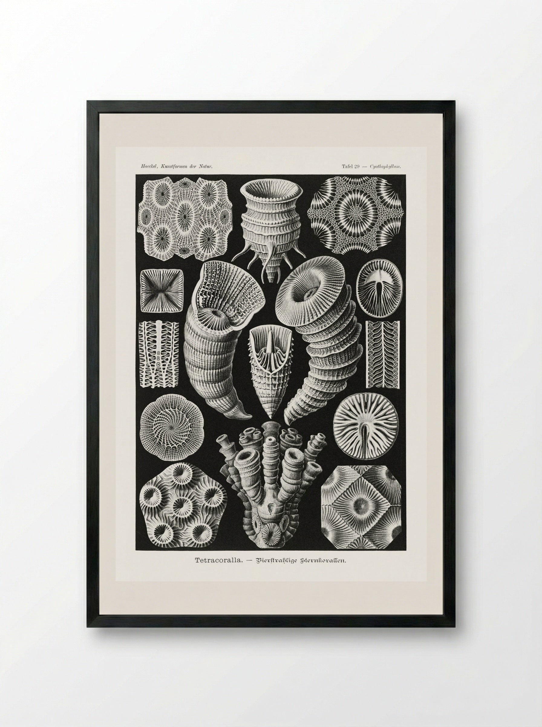 Tetracoralla-Bierstrahlige Sternkorallen (1904) - Ernst Haeckel - Framed Print Black
