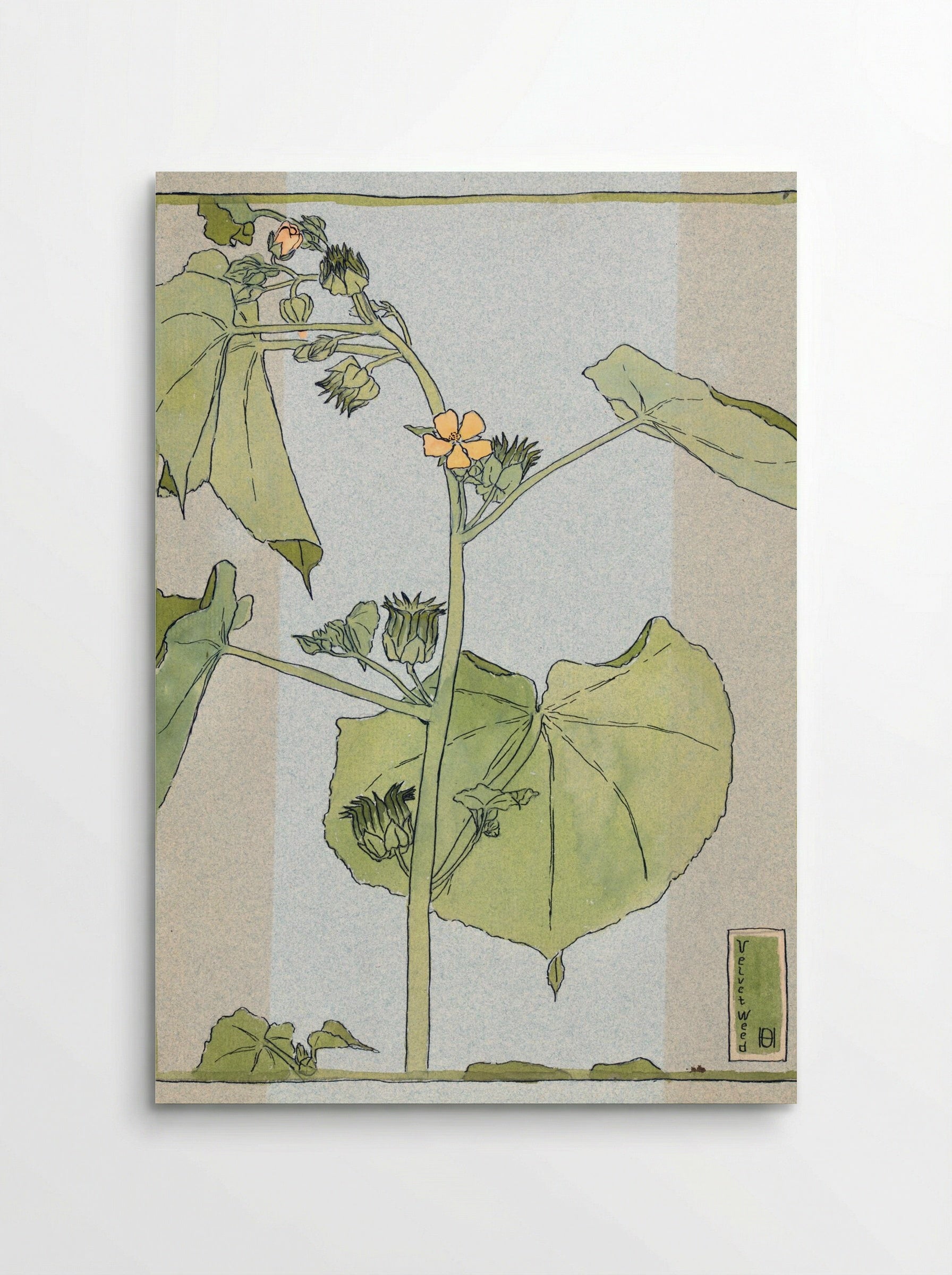 Velvet Weed (1915) - Hannah Borger Overbeck - Poster
