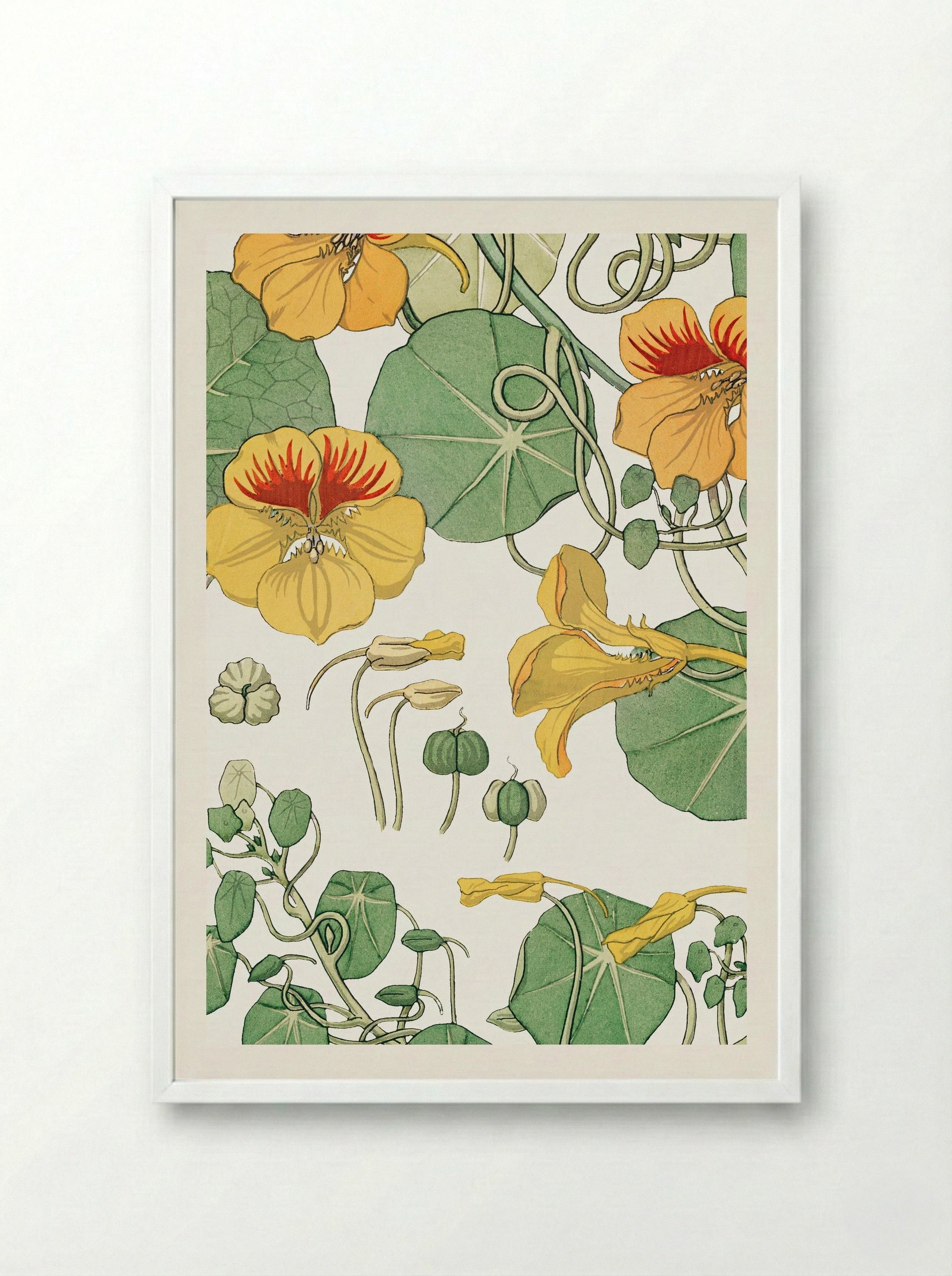 Capucine (Nasturtium) - Maurice Pillard Verneuil - Framed Print White