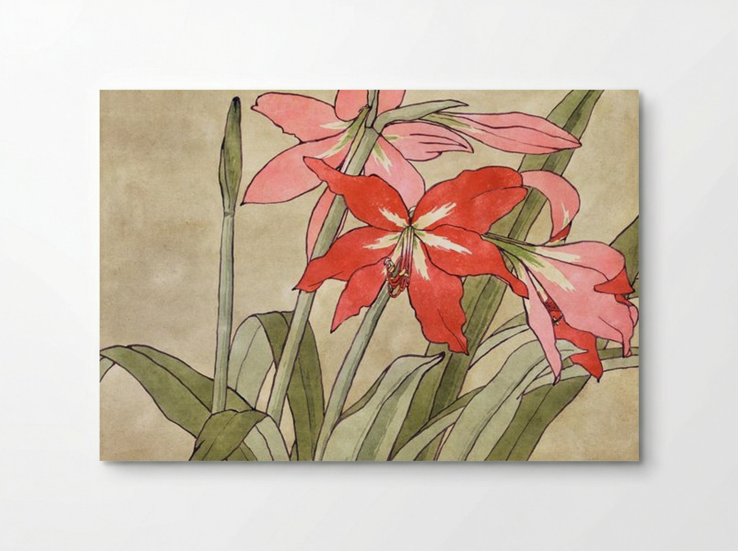 Amaryllis - Hannah Borger Overbeck - Poster