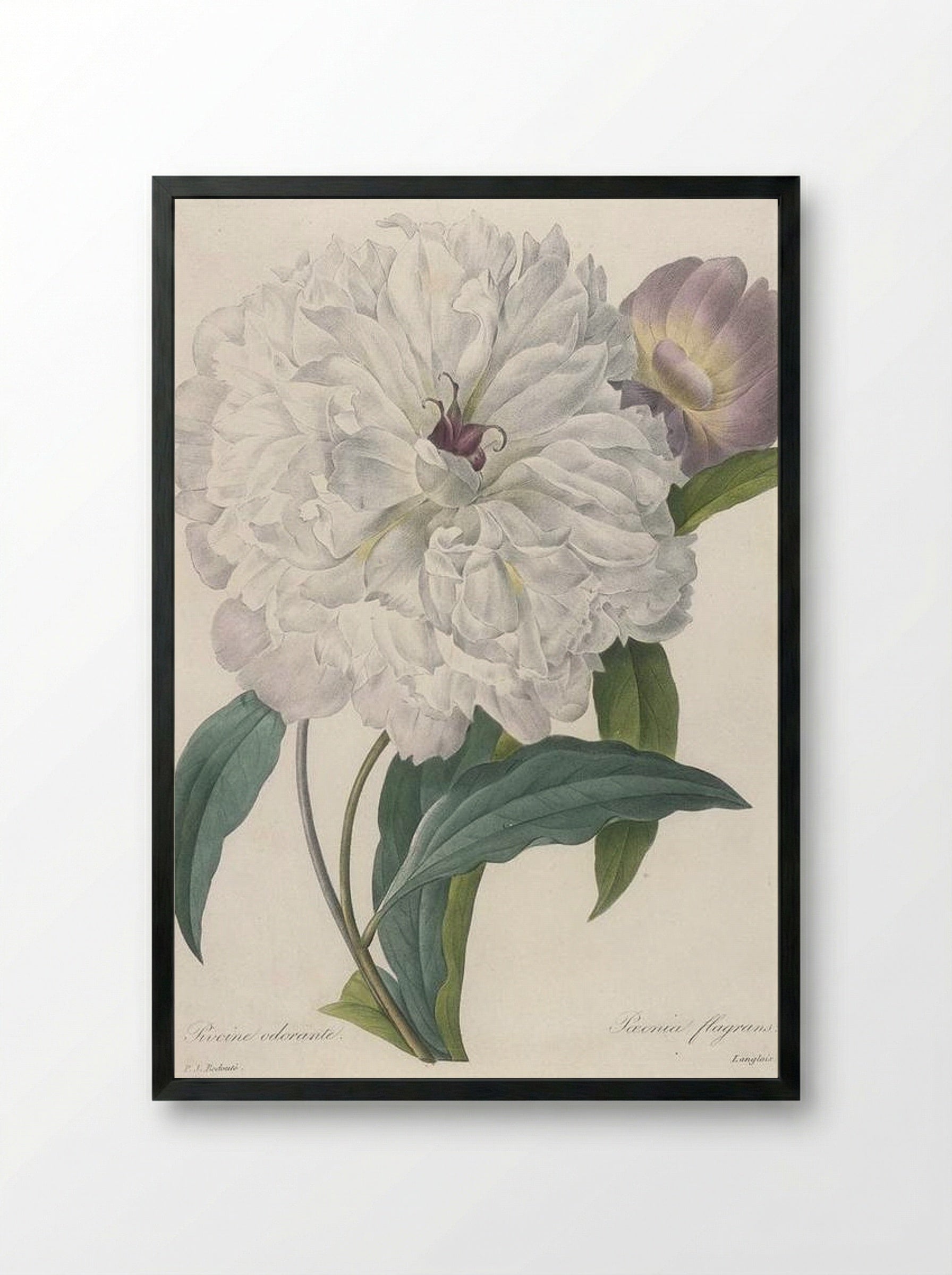 Paeonia Flagrans Peony - Pierre-Joseph Redouté - Framed Print Black