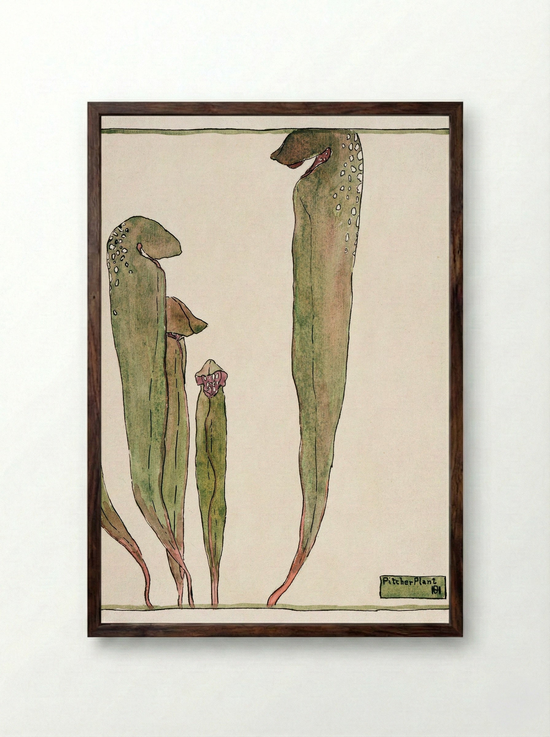 Pitcher Plant (1915) - Hannah Borger Overbeck - Framed Print Dark Wood