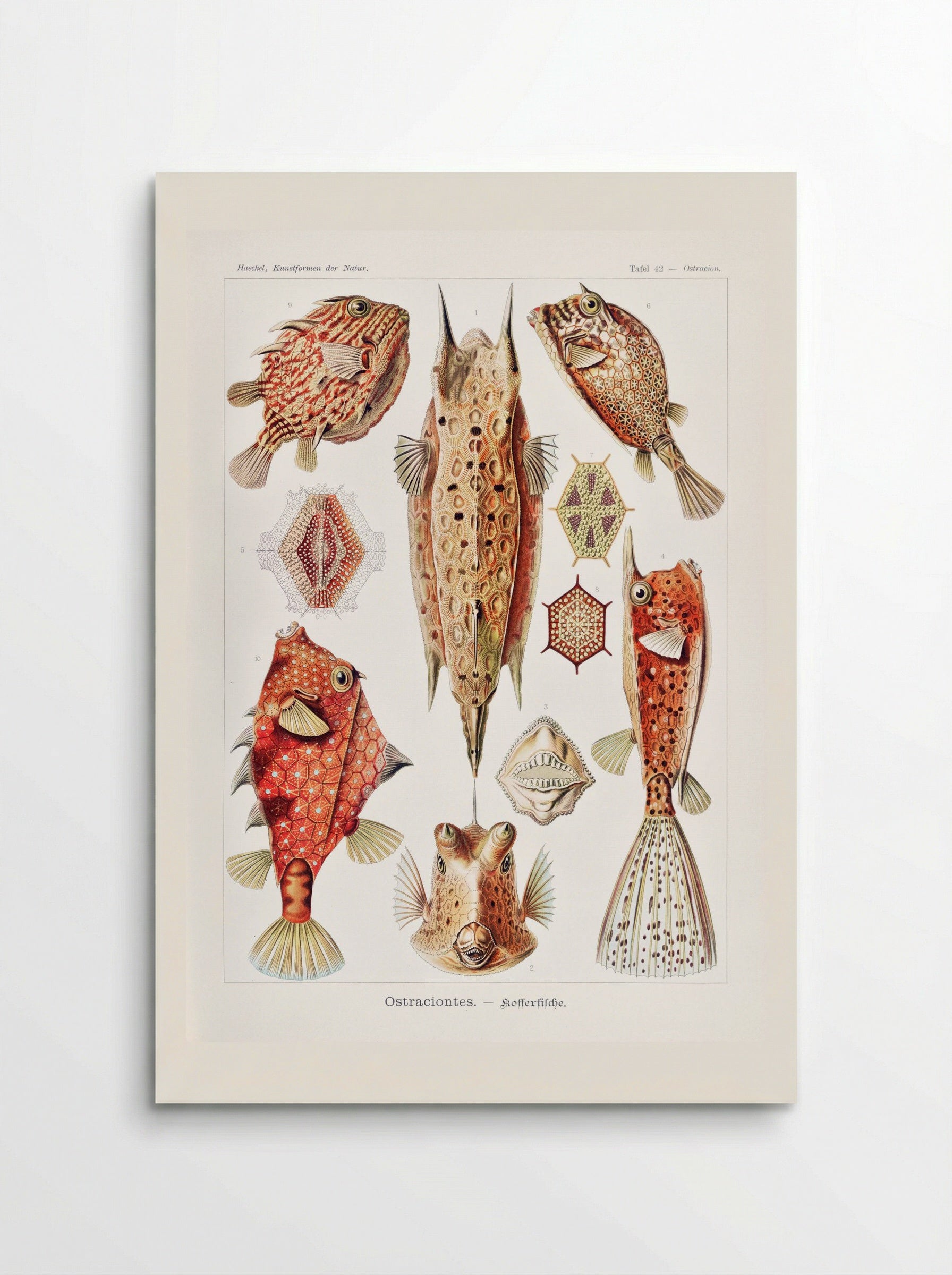 Ostraciontes-Kofferfilche (1904) - Ernst Haeckel - Poster