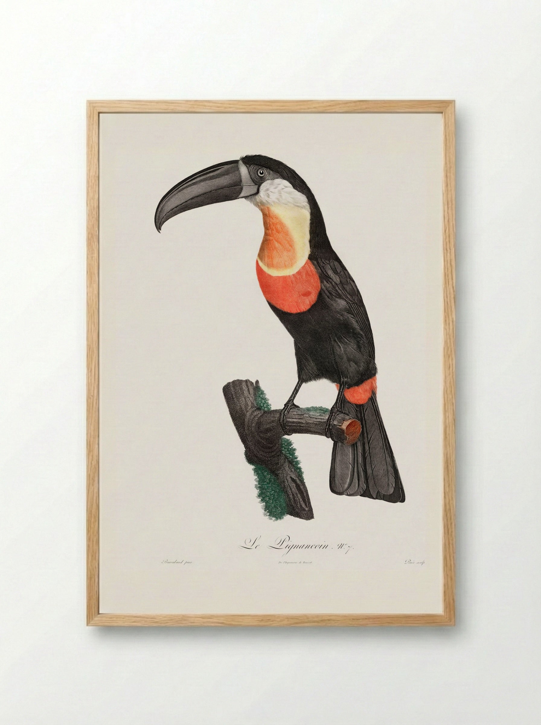 Red-billed Toucan - Jacques Barraband - Framed Print Wood