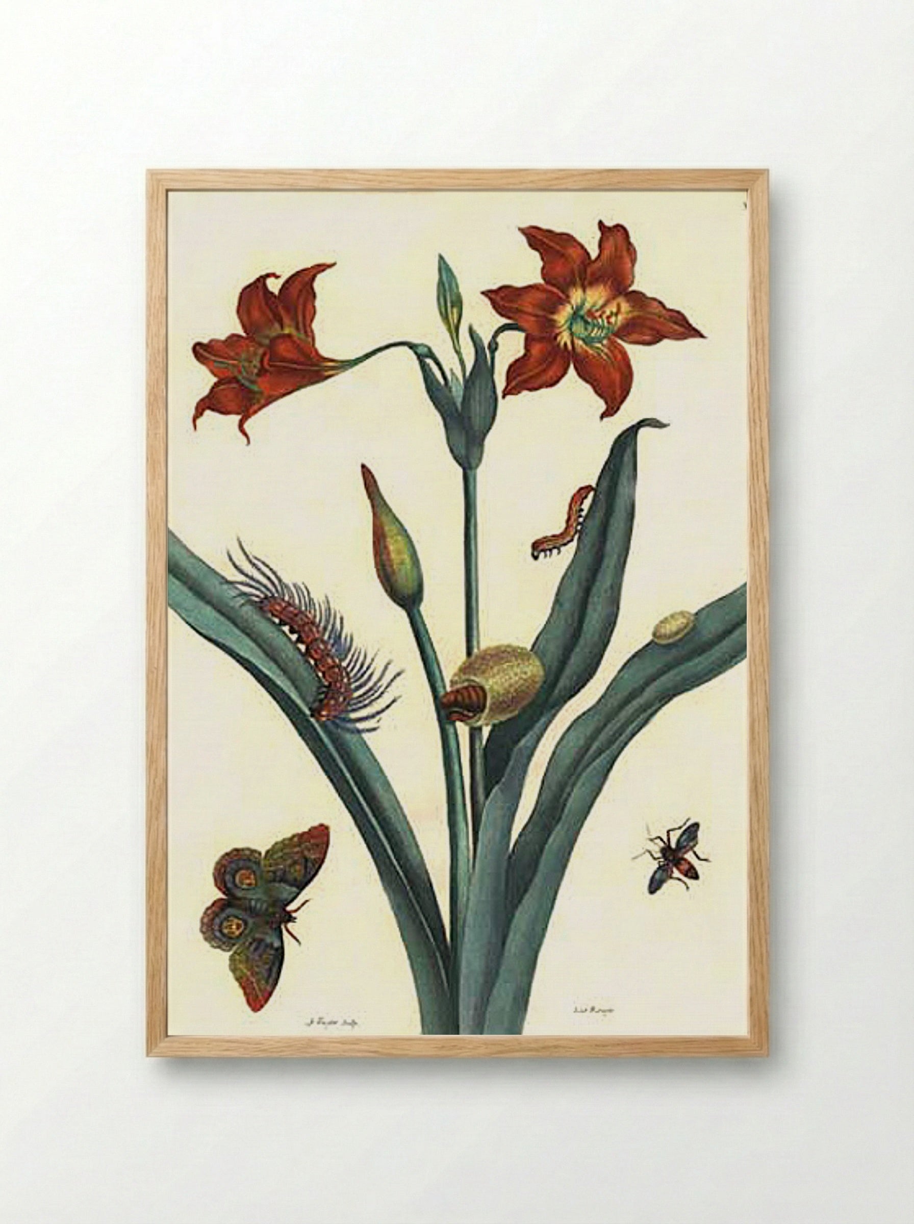 Rote Lilie - Maria Sibylla Merian - Framed Print Wood