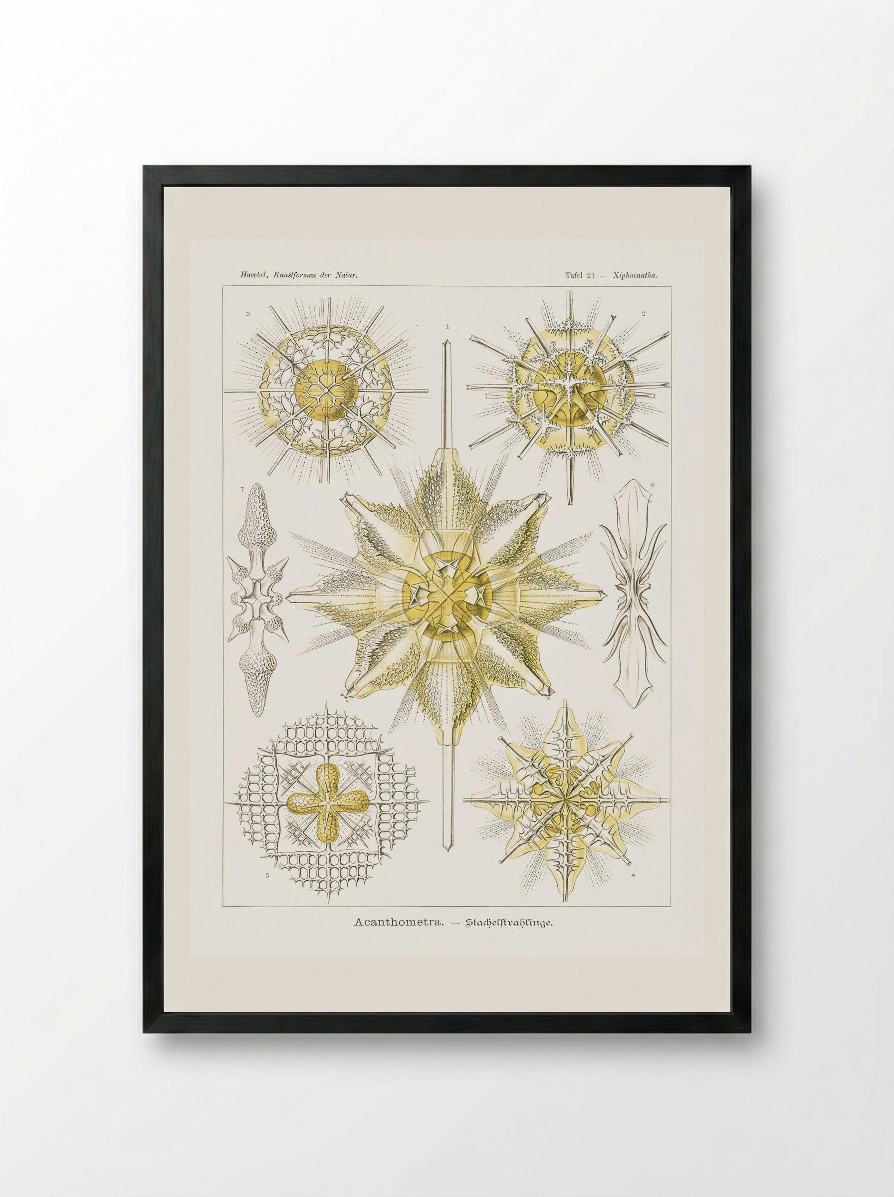 Acanthometra-Stachelstrahlinge (1904) - Ernst Haeckel - Framed Print Black