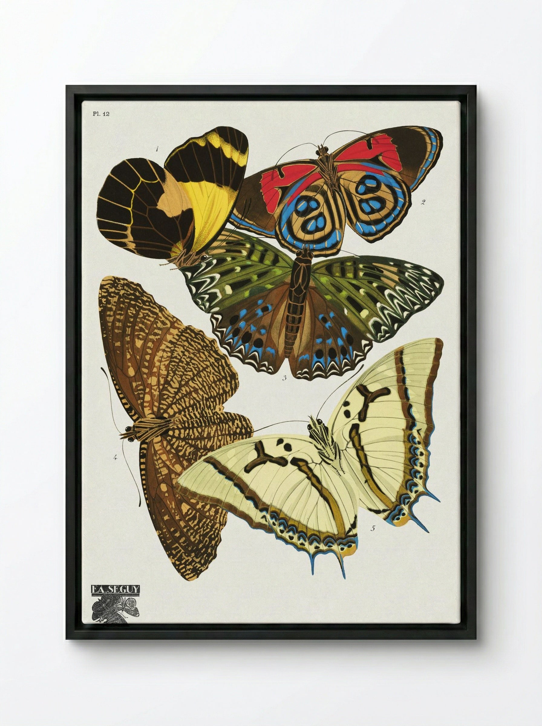 Séguy's Vintage Butterflies, Plate 12 - Émile Allain Séguy - Framed Canvas Black