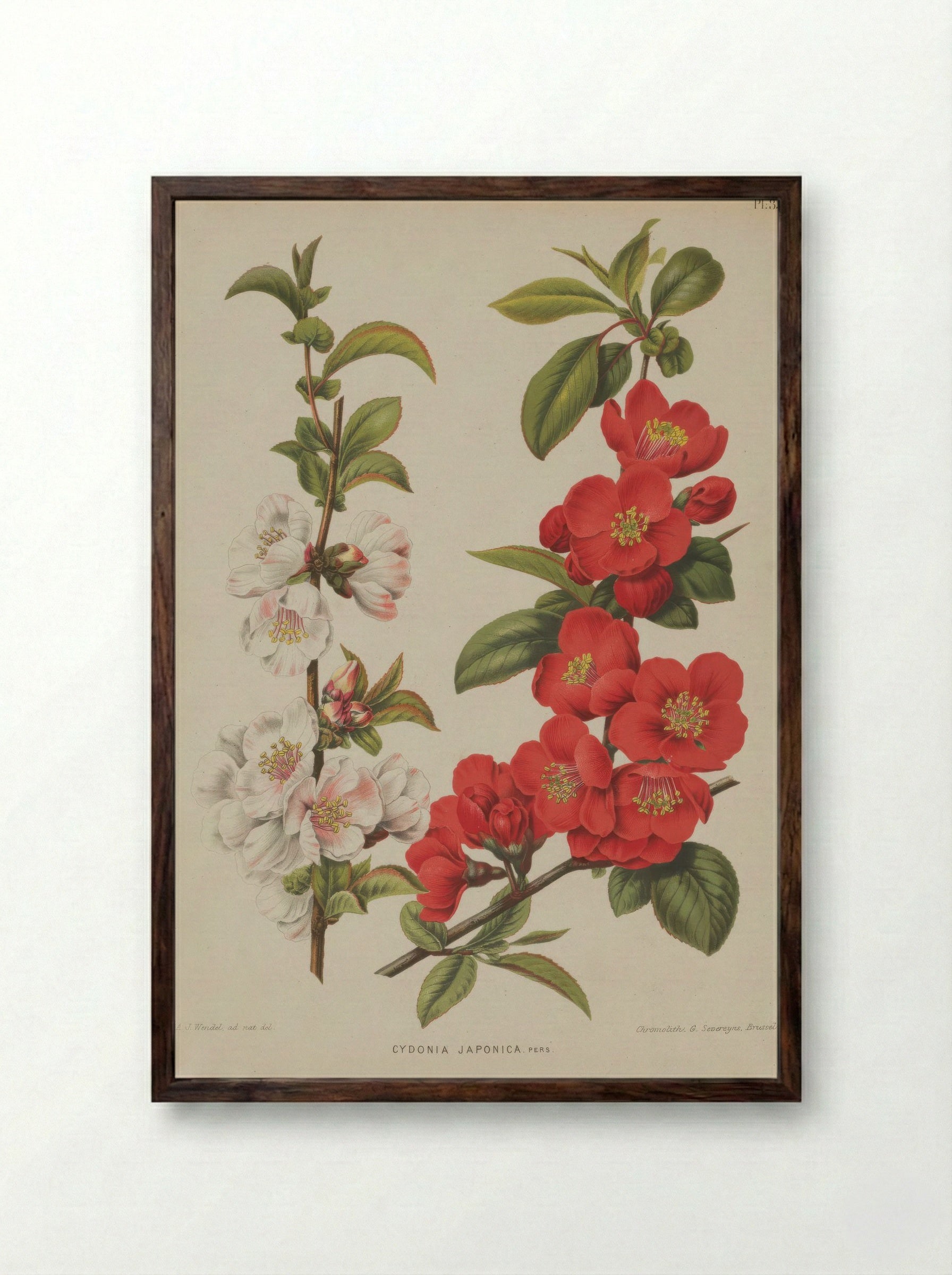 Cydonia Japonica Thunb. Pers. - A. J. Wendel - Framed Print Dark Wood