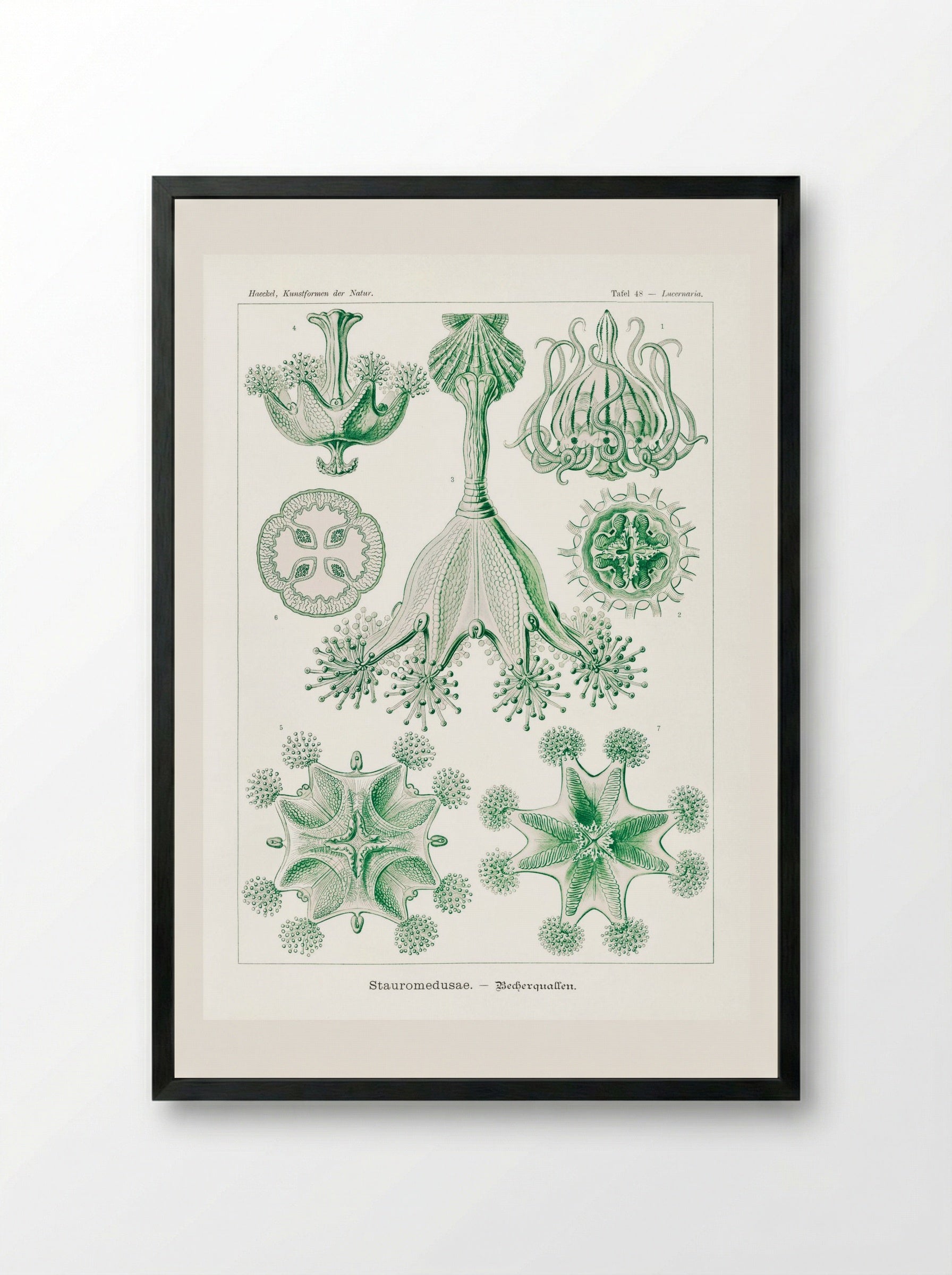 Stauromedusae-Becherquallen (1904) - Ernst Haeckel - Framed Print Black
