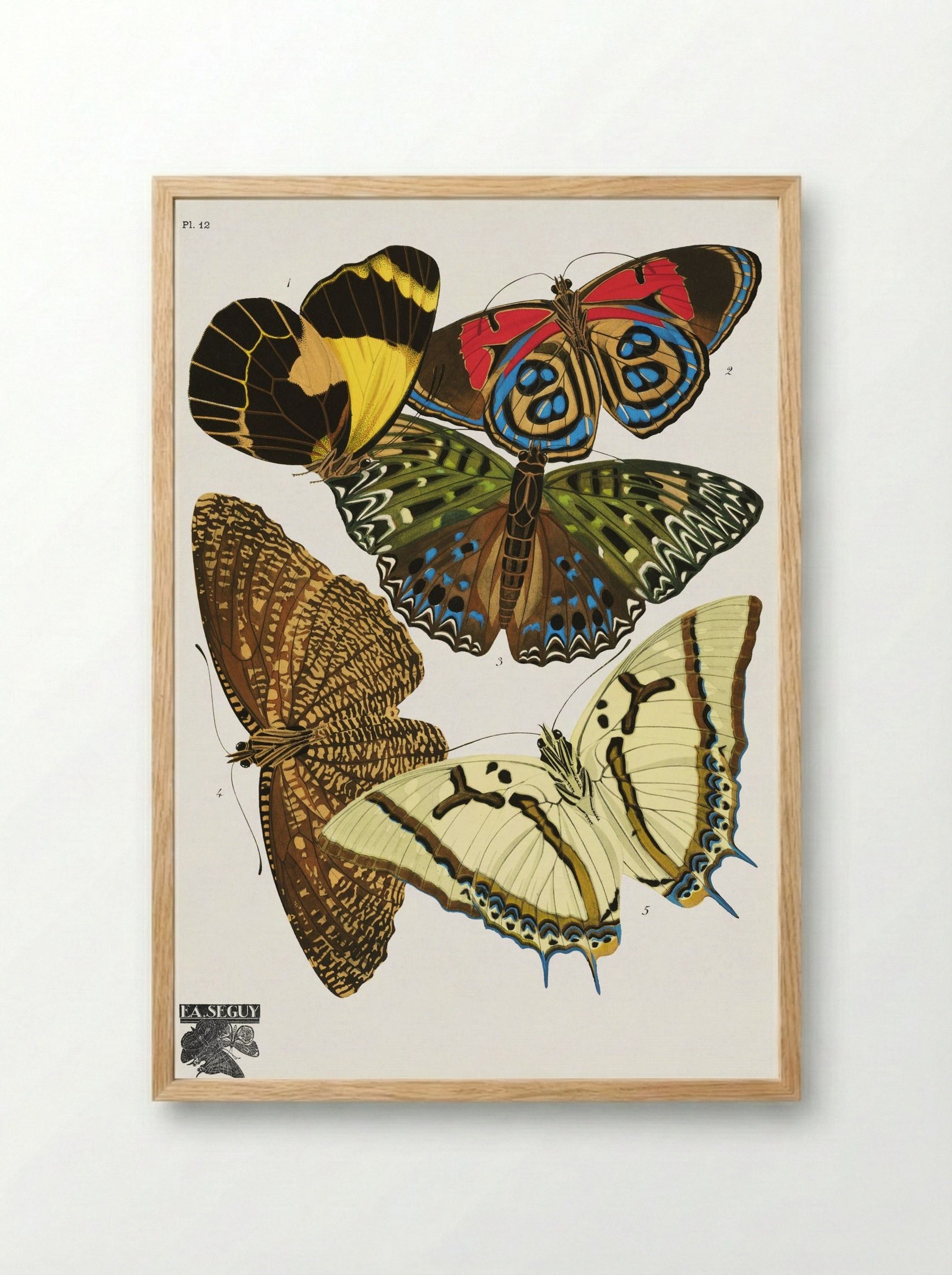 Séguy's Vintage Butterflies, Plate 12 - Émile Allain Séguy - Framed Print Wood