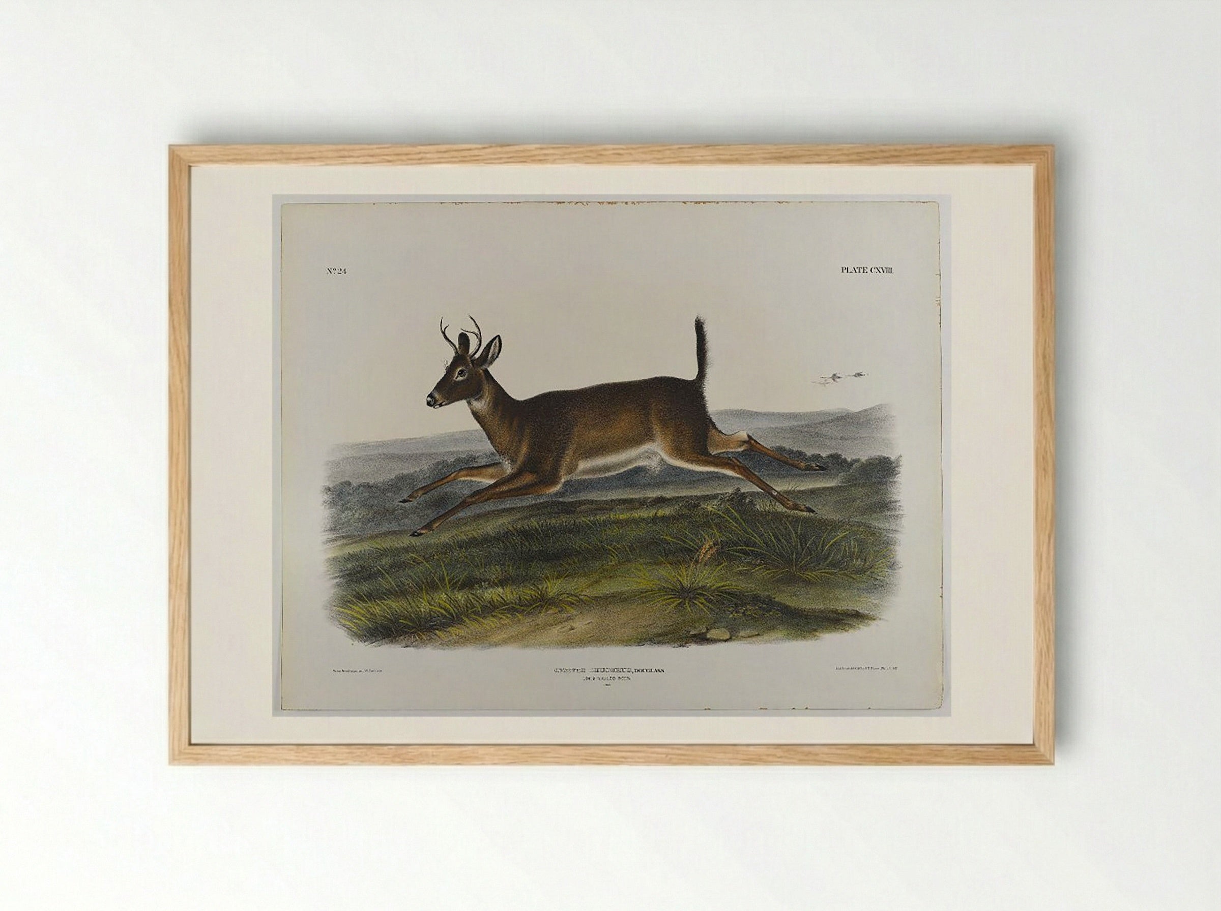 Long-Tailed Deer - John James Audubon - Framed Print Wood