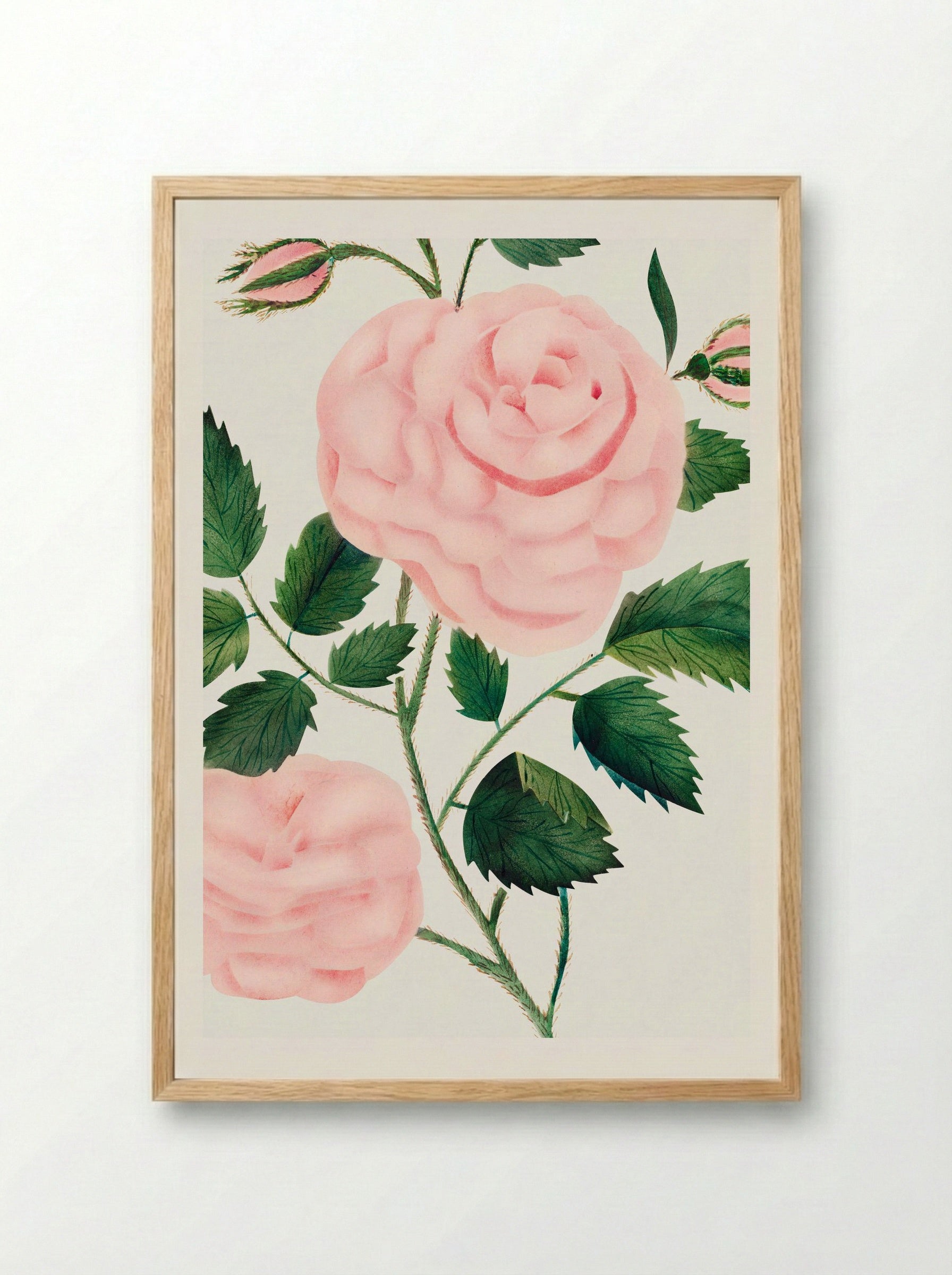 Damask Rose - Mary Altha Nims - Framed Print Wood