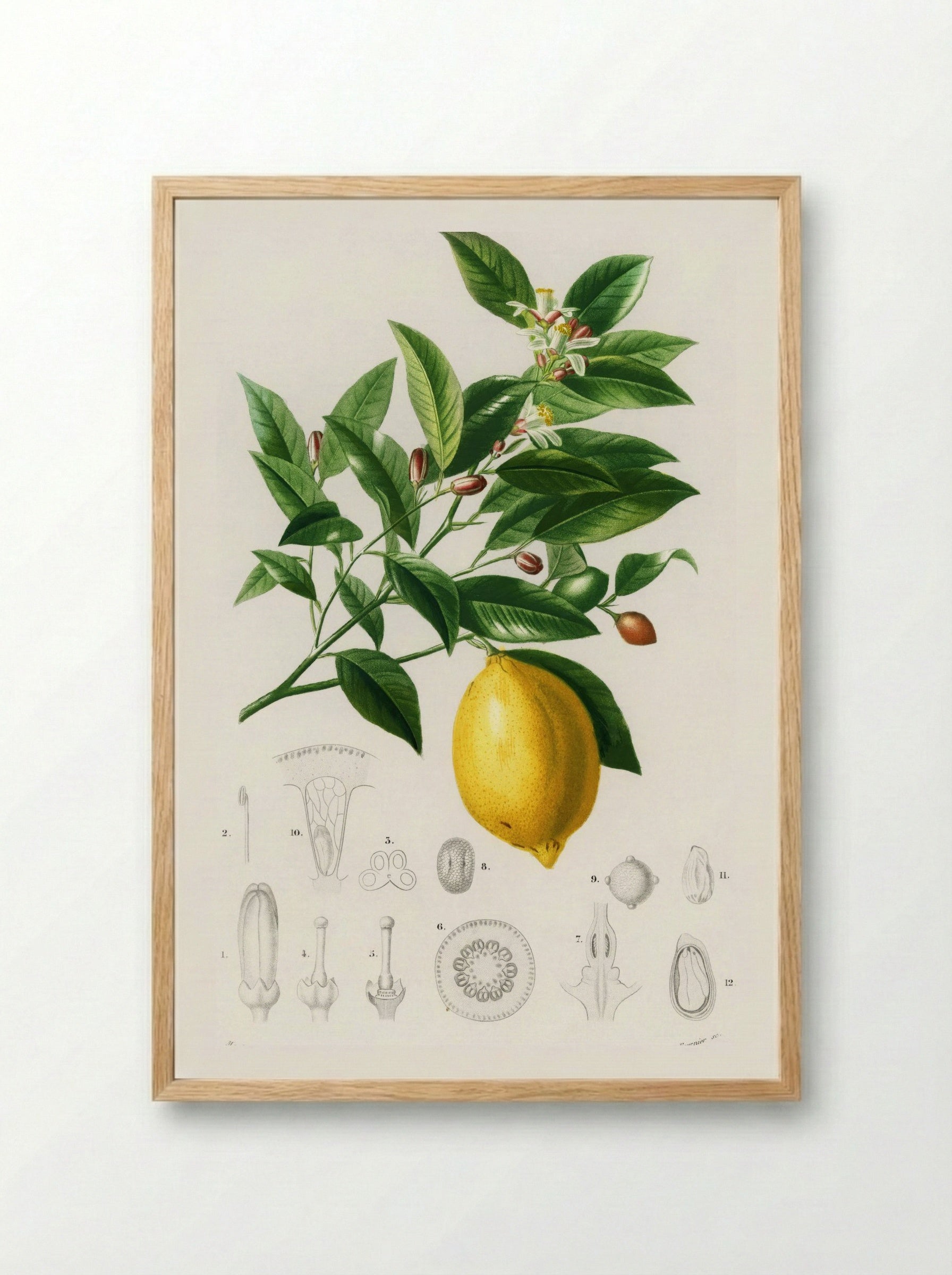 Lemon (Citrus Limonium) - Charles Dessalines D' Orbigny - Framed Print Wood