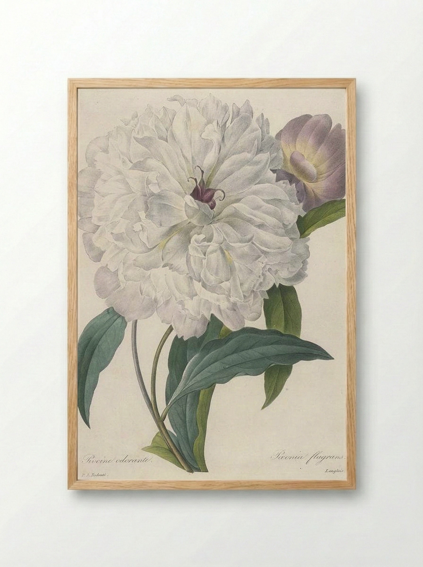 Paeonia Flagrans Peony - Pierre-Joseph Redouté - Framed Print Wood
