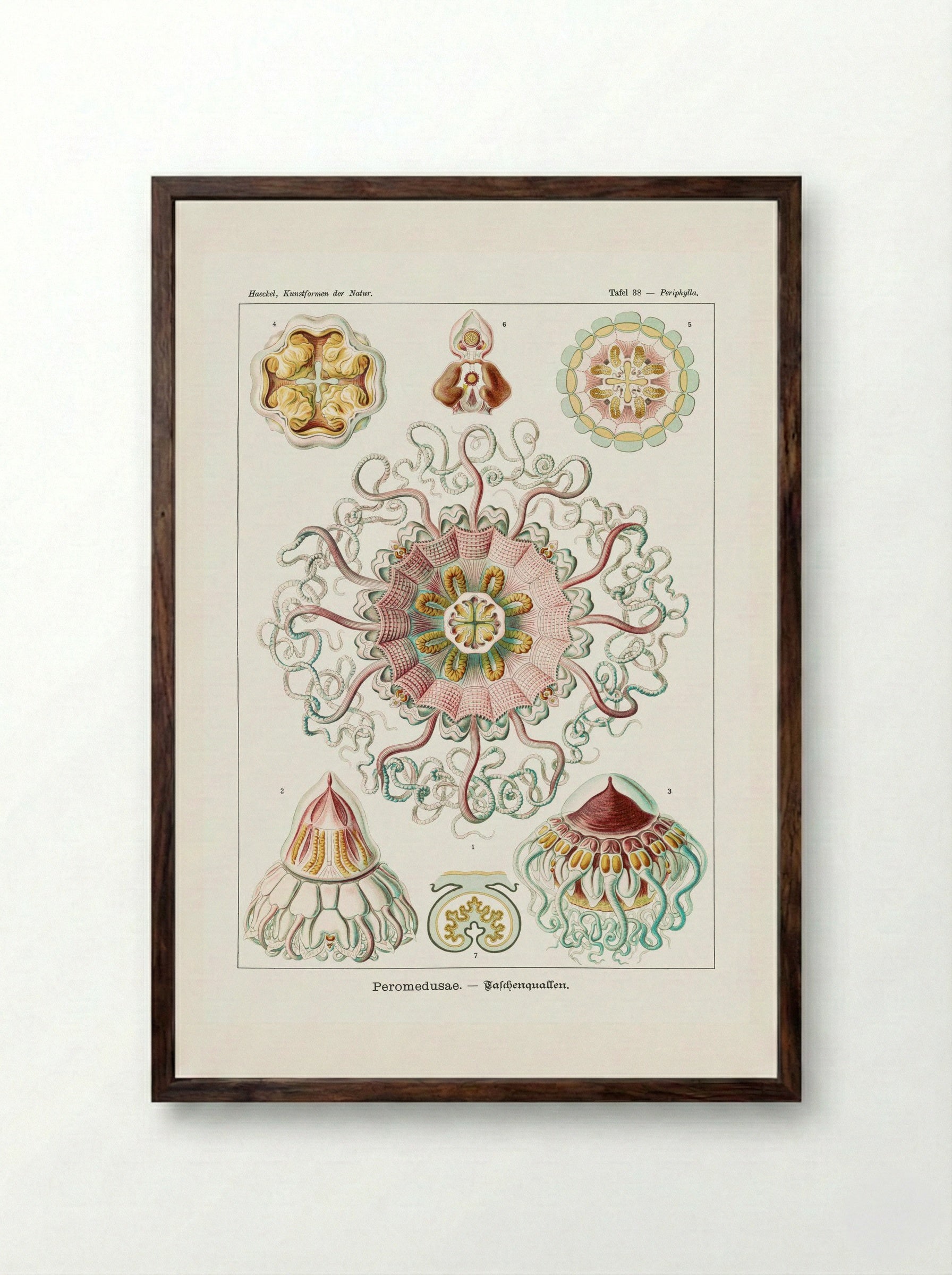 Peromedusae-Talchenquallen (1904) - Ernst Haeckel - Framed Print Dark Wood
