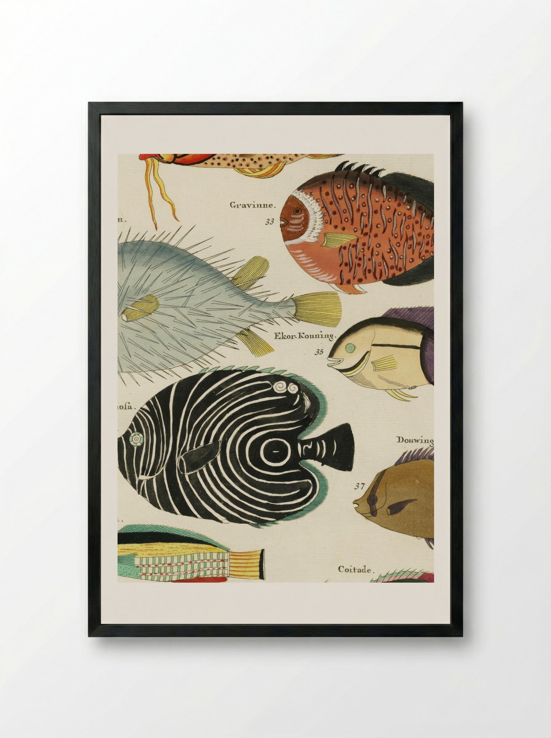Colourful and Surreal Illustrations of Fishes - Louis Renard - Framed Print Black